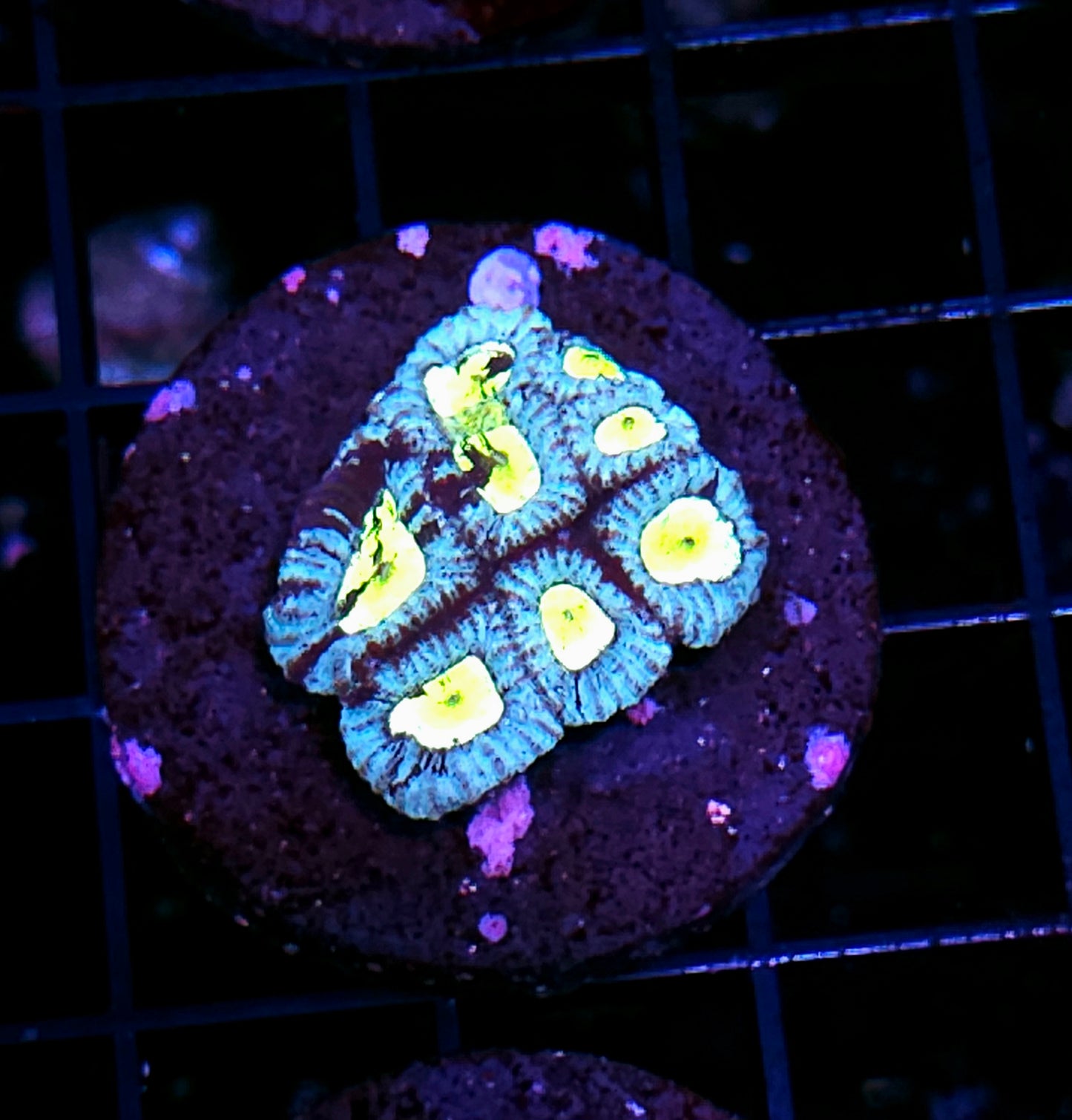 Lost Isles Micro Favia