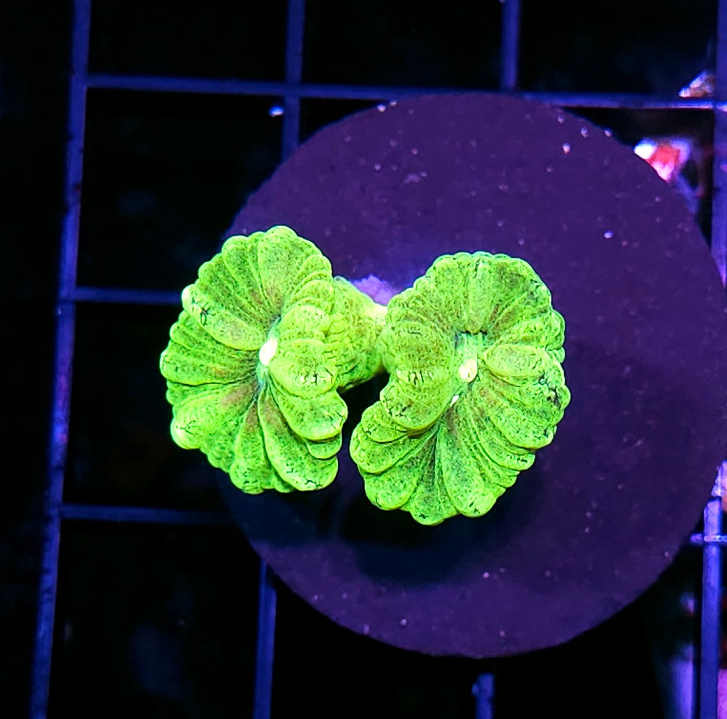 Kryptonite Candy Cane