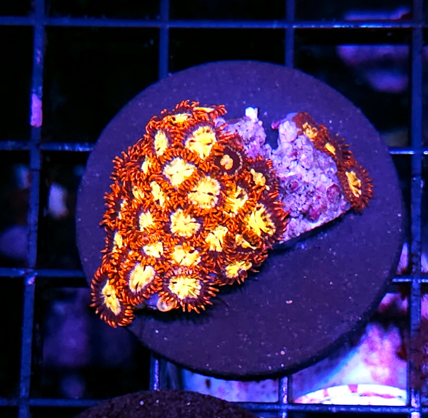 Ignition Zoas