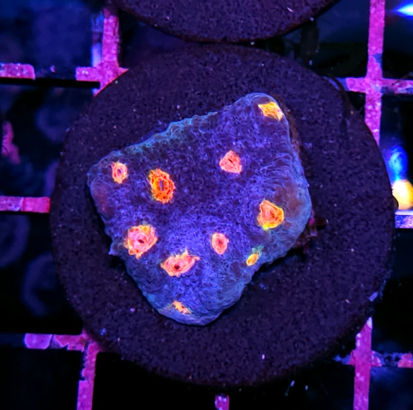 HF Dipping Dots Chalice