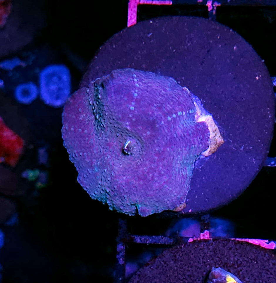 Prom Date Mushroom