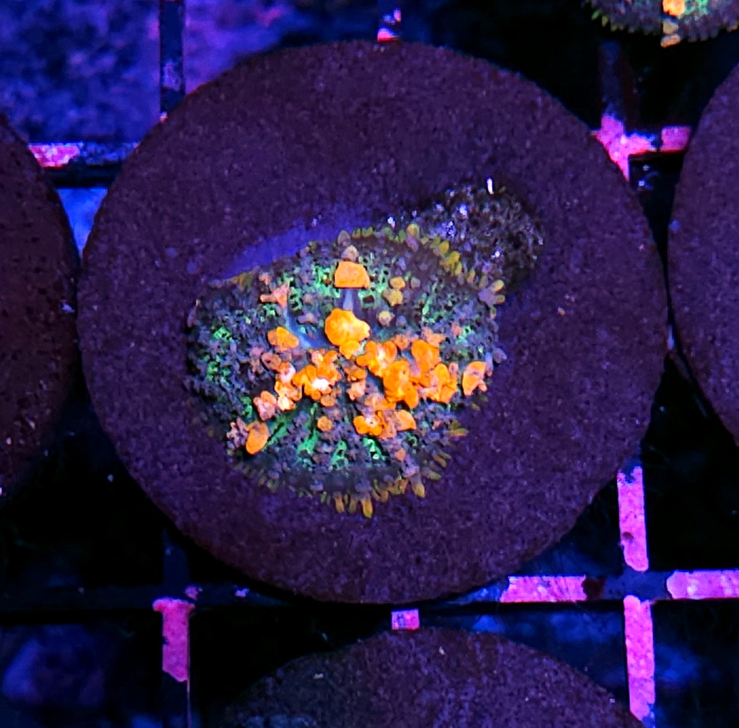 WWC Lineaged Bounce Mushroom
