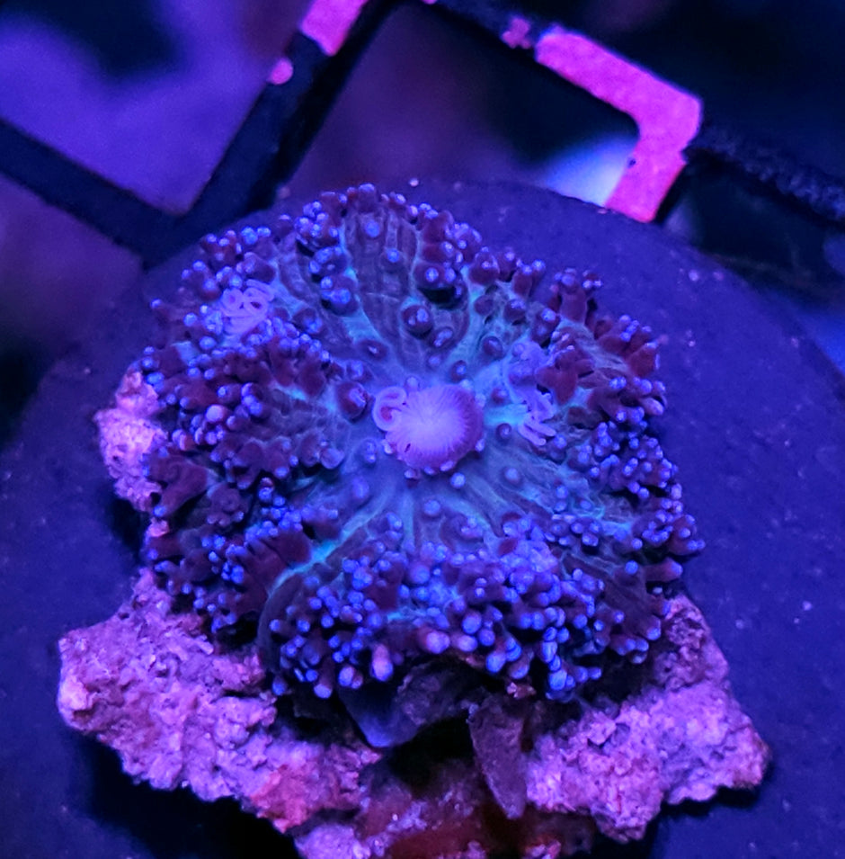 Blue Pearls Carpet Mushroom