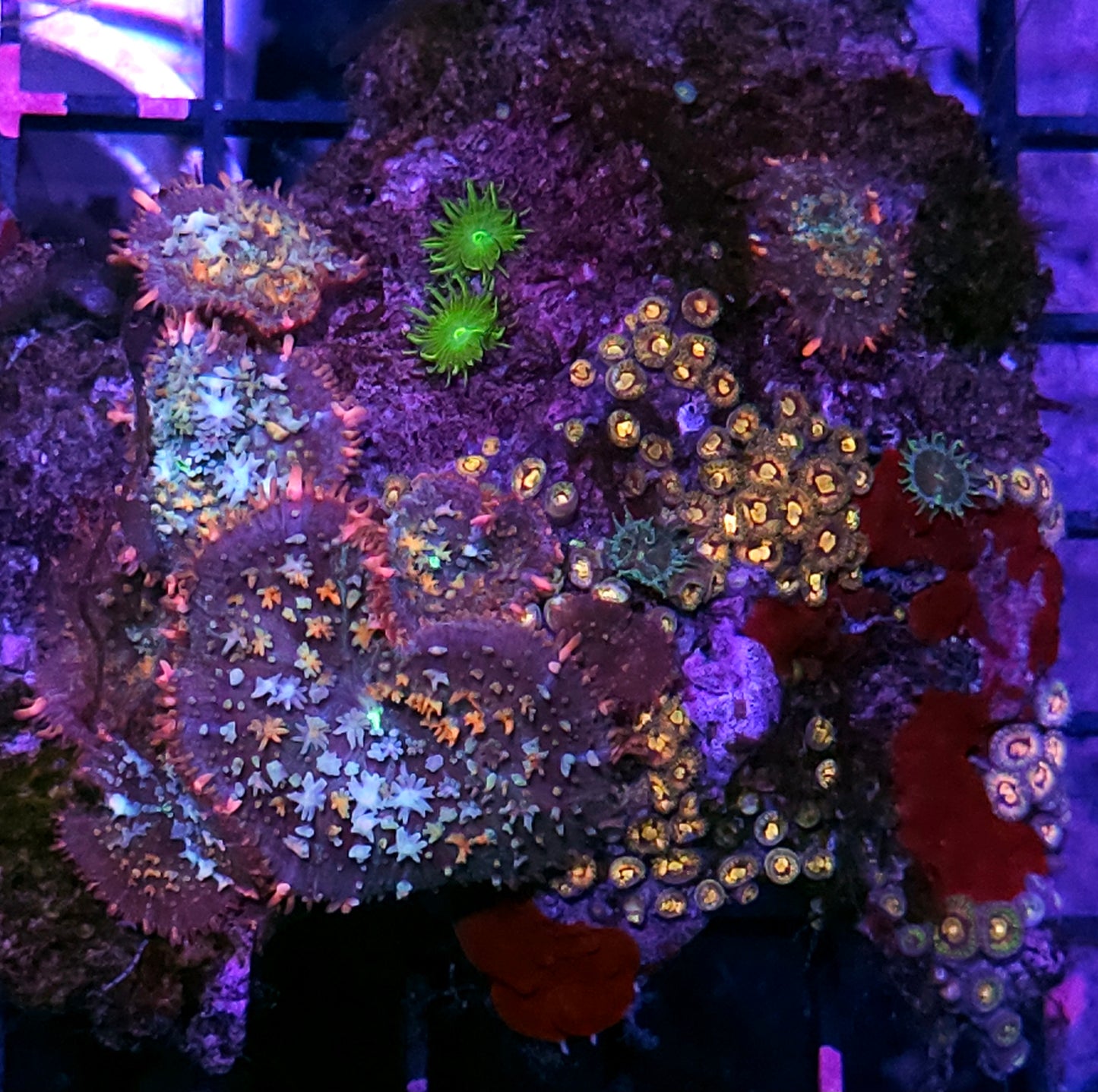 Voltron Pom Pom Mushroom Colony RARE