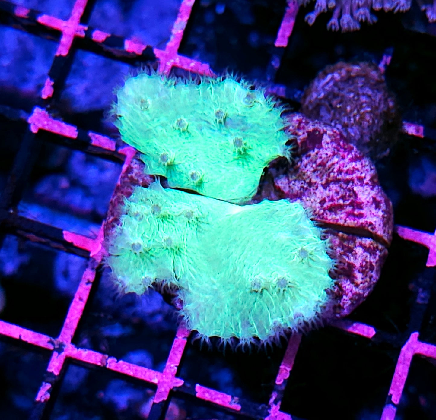 Toxic Green Cabbage Leather