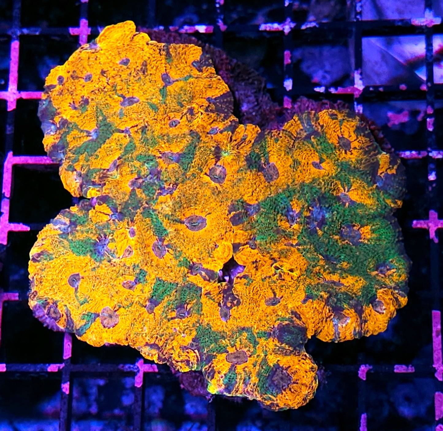 🤯🔥XL Scorched Earth Acan Echinata Colony 🔥🤯