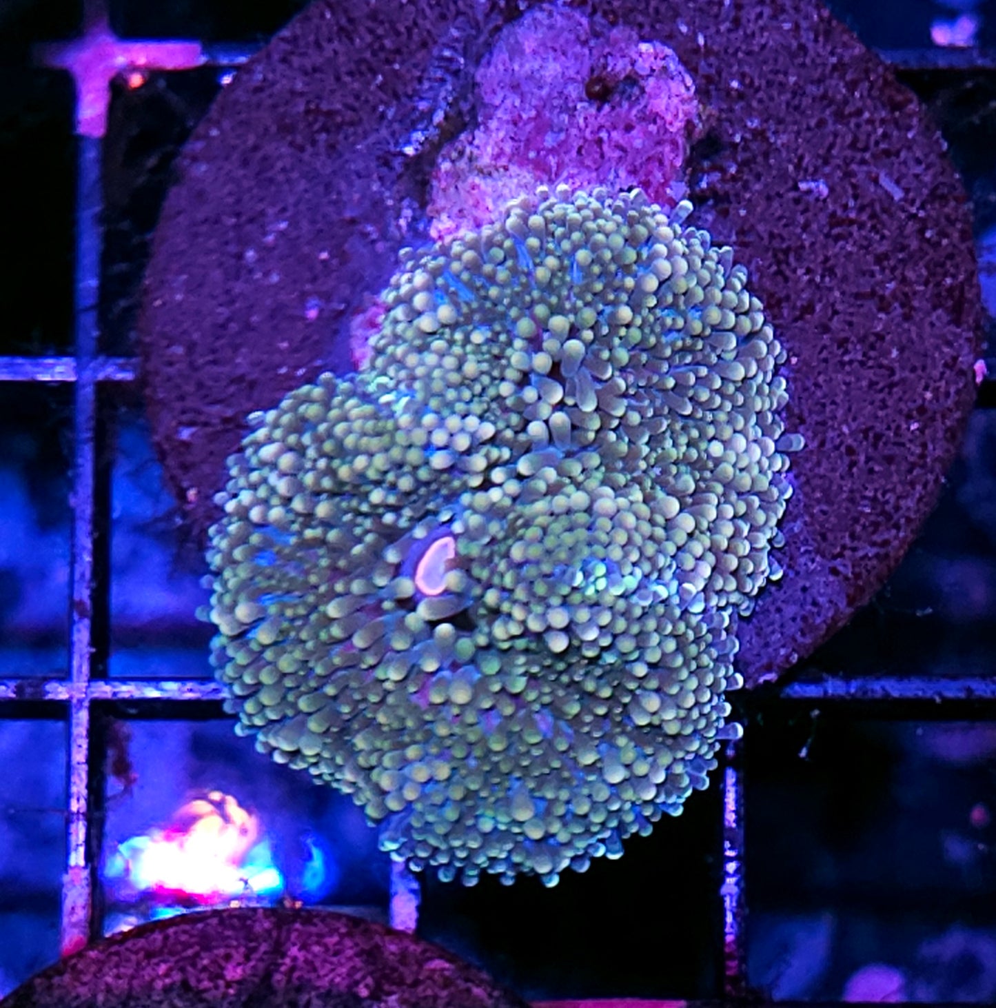 Atlantic Yuma (False Ricordea) Labor Day Deal