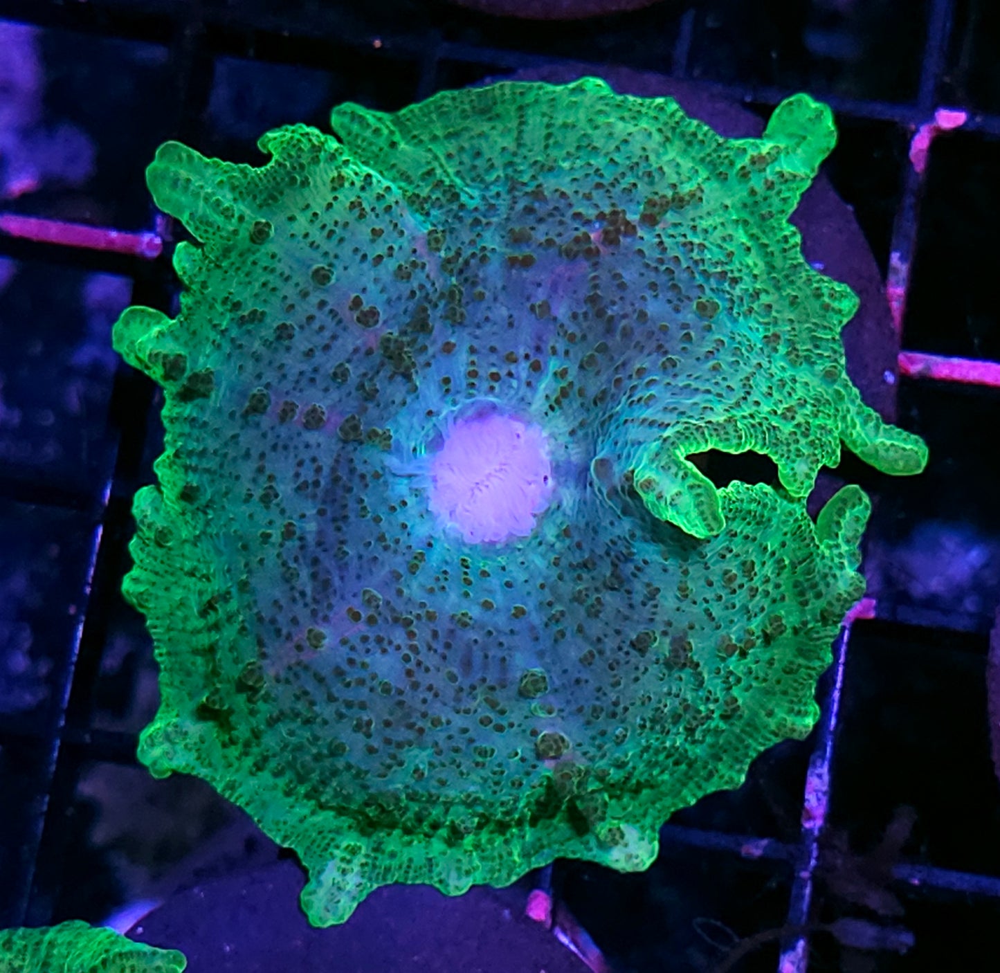 Funky Neglecta Umbrella Mushroom