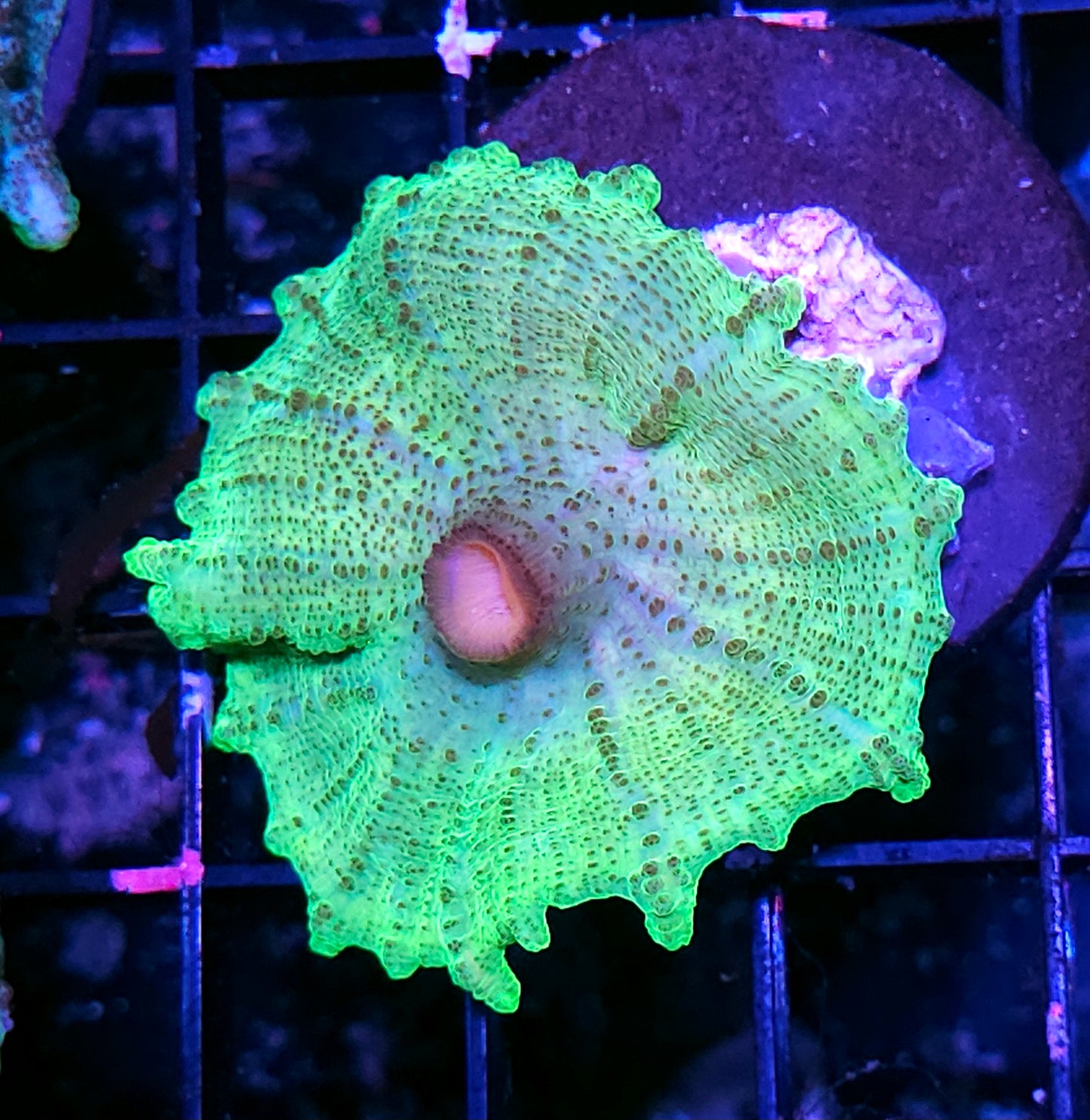 Sexy Neglecta Umbrella Mushroom