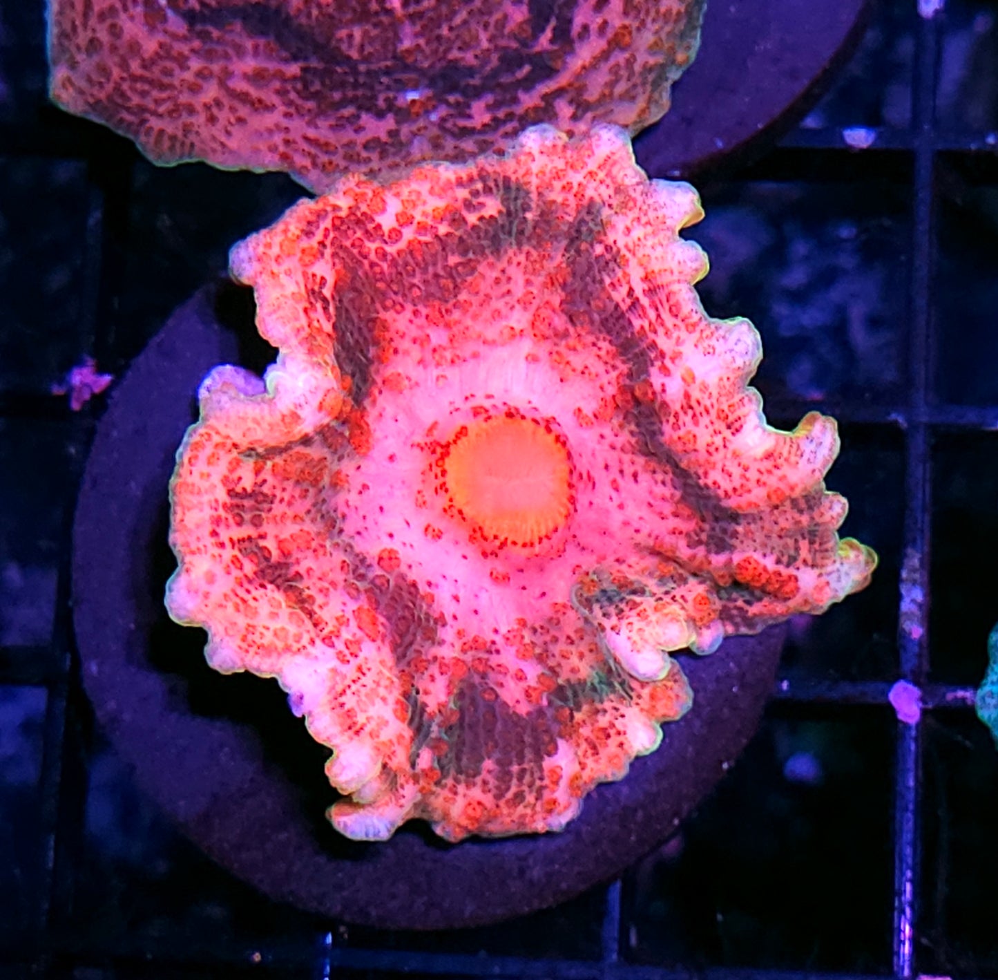 Nitro Pink Neglecta Umbrella Mushroom