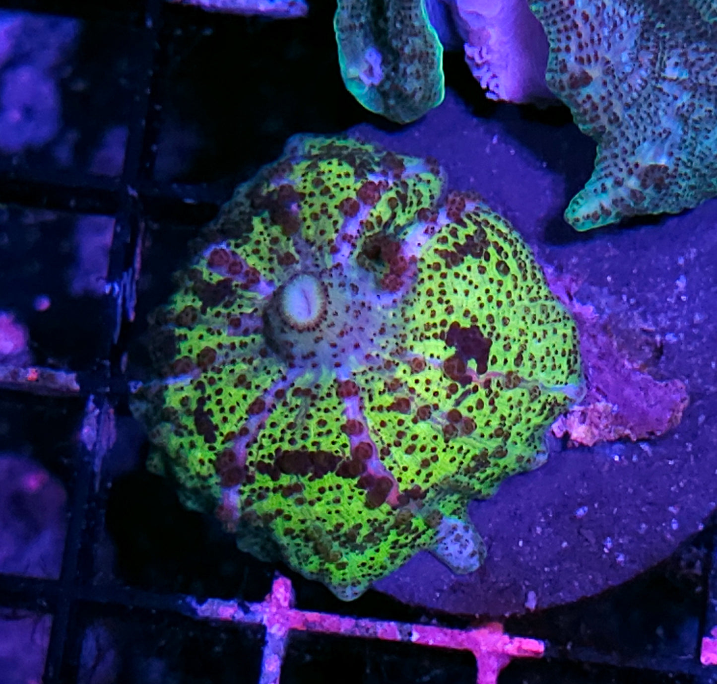 Rasputin Neglecta Umbrella Mushroom