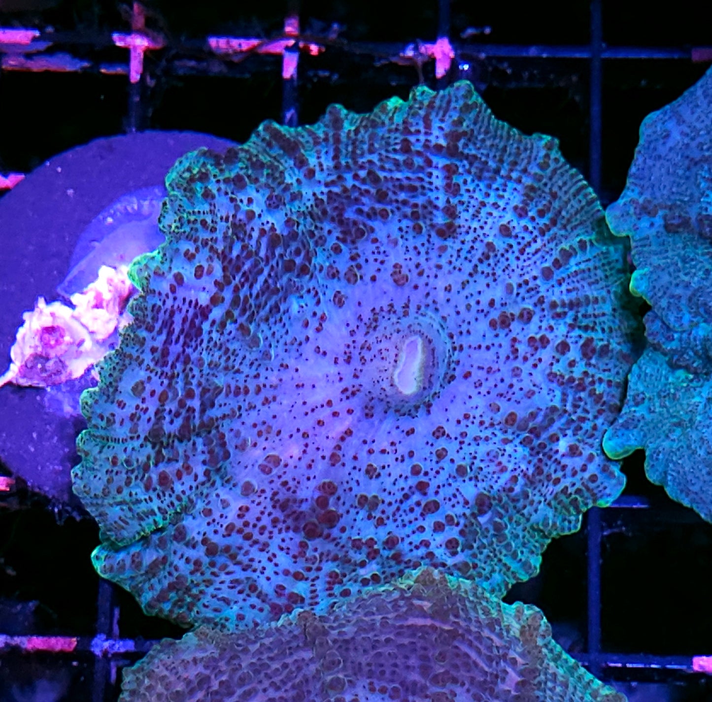 Sexy Neglecta Umbrella Mushroom