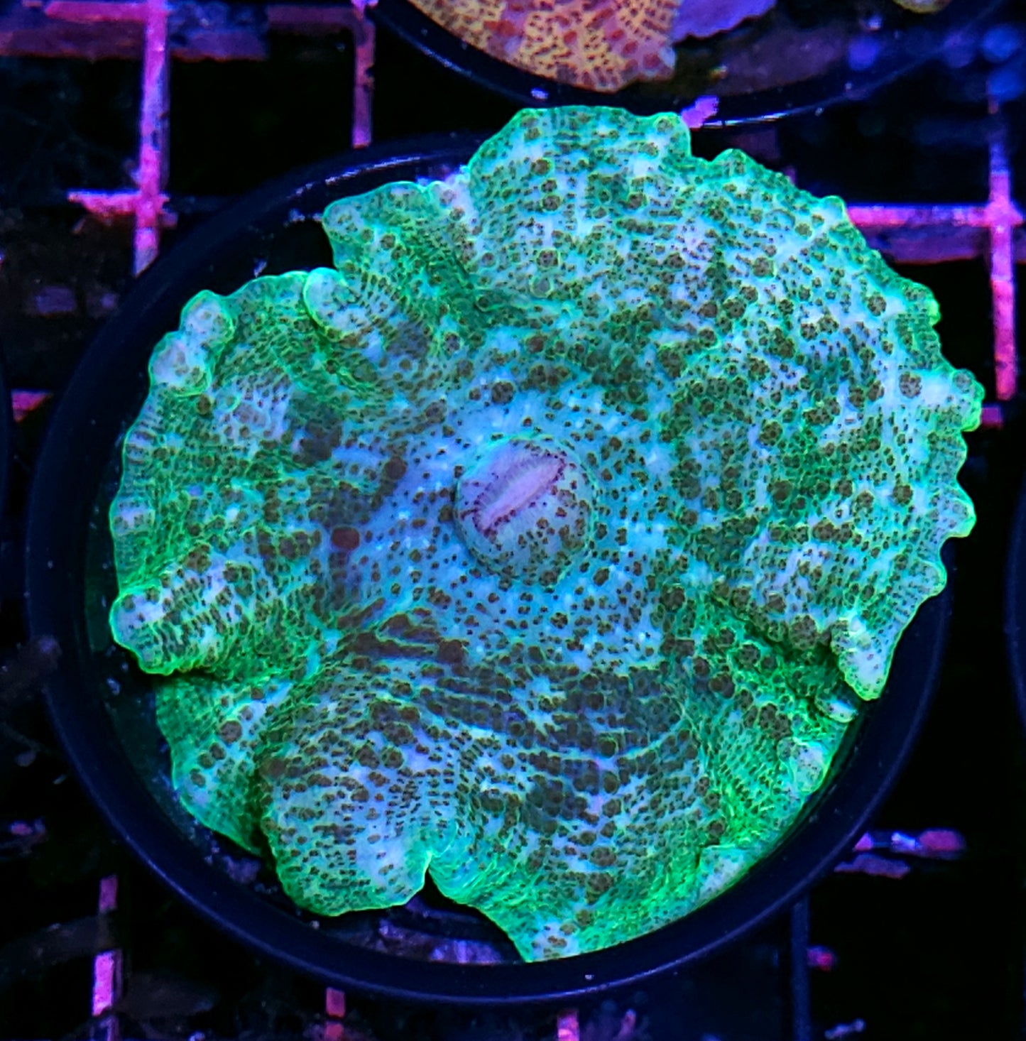 Epic Neglecta Umbrella Mushroom