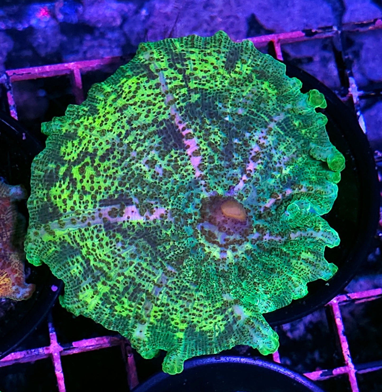 Bad Ass Neglecta Umbrella Mushroom