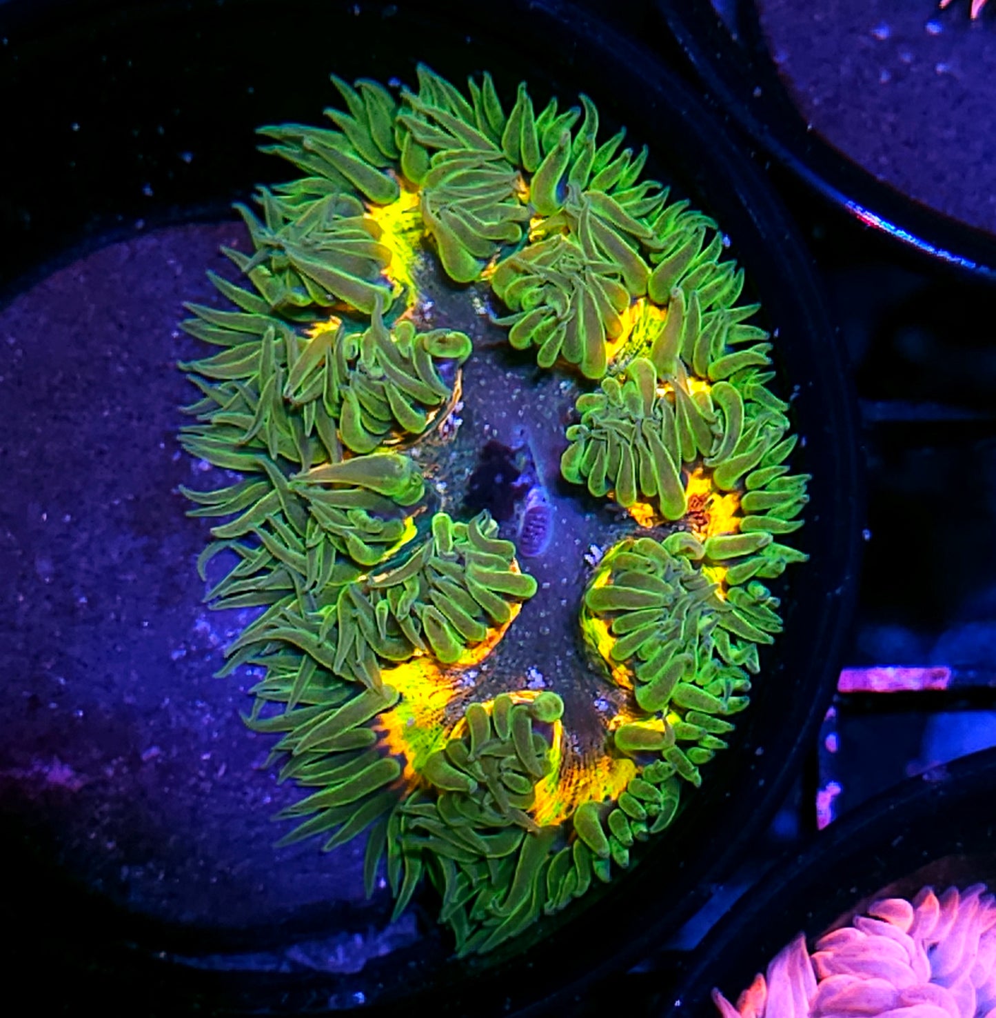 Snake Bite Flower Anemone