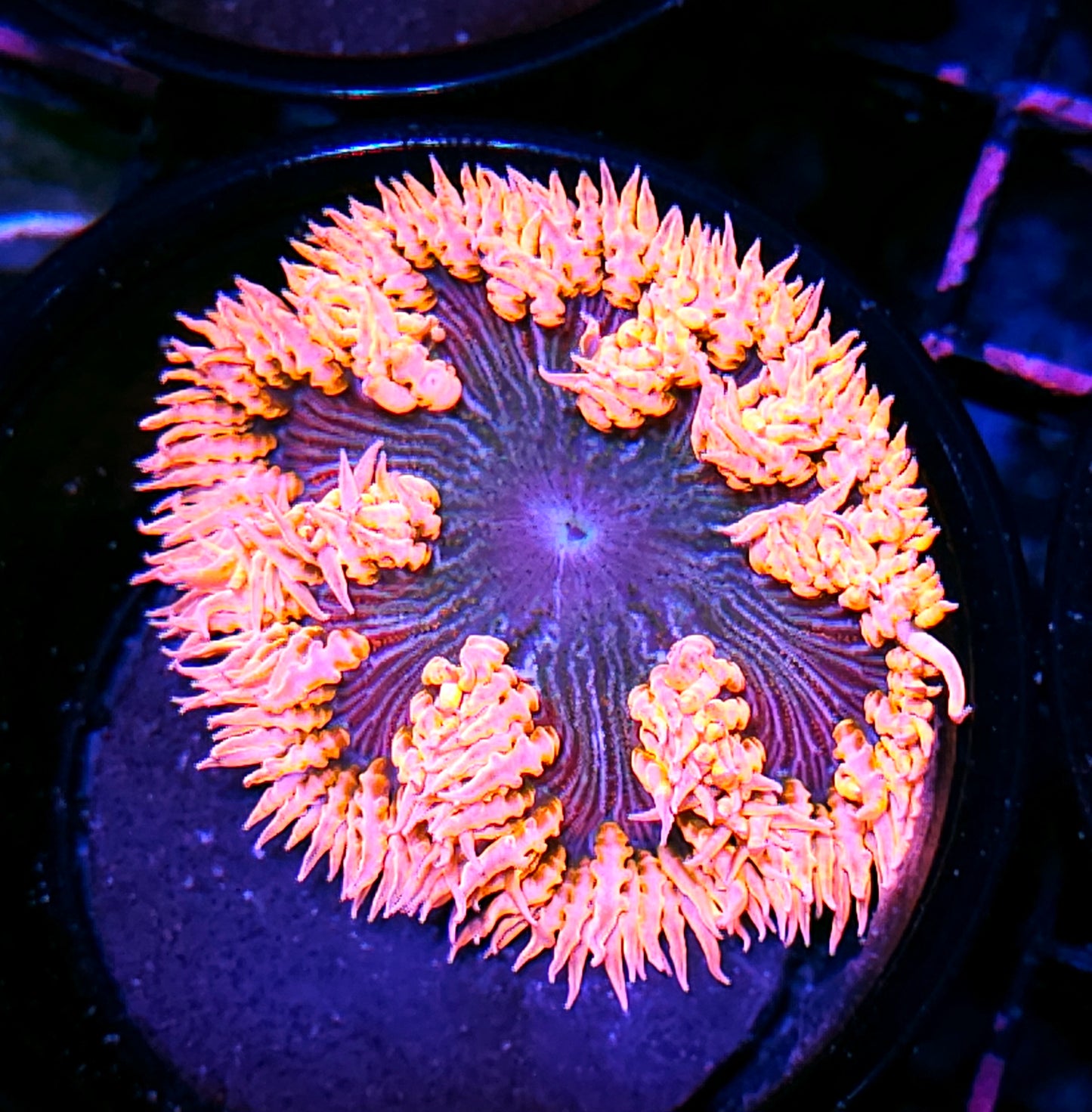 Vortex Flower Anemone
