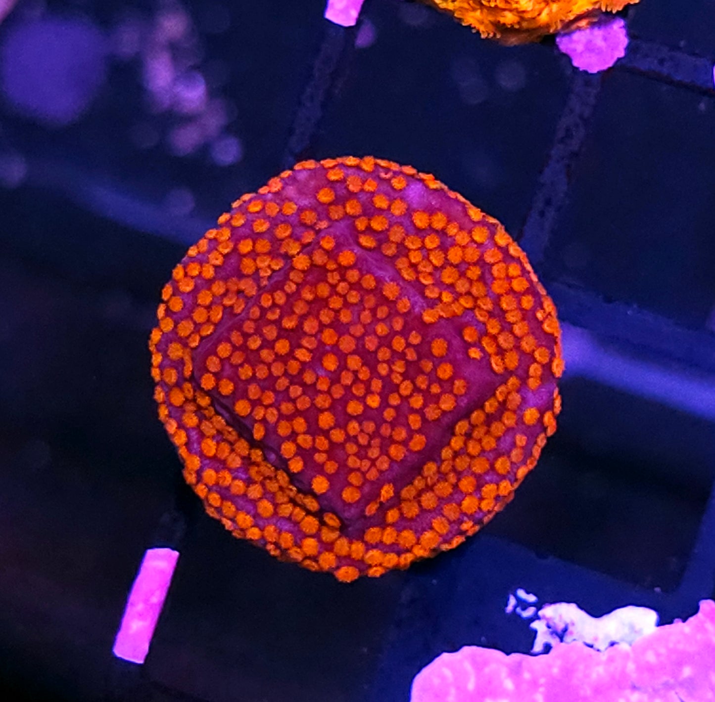Hellfire Montipora