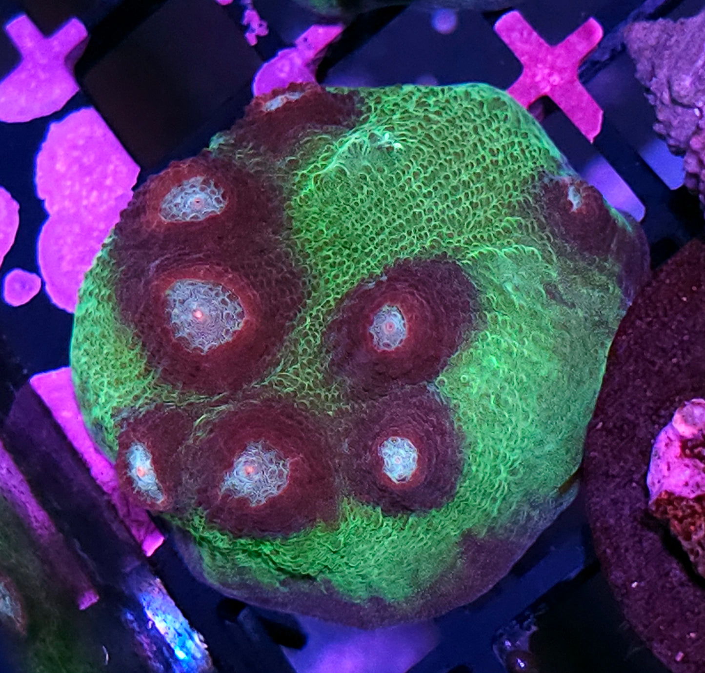 HF Mirage Chalice