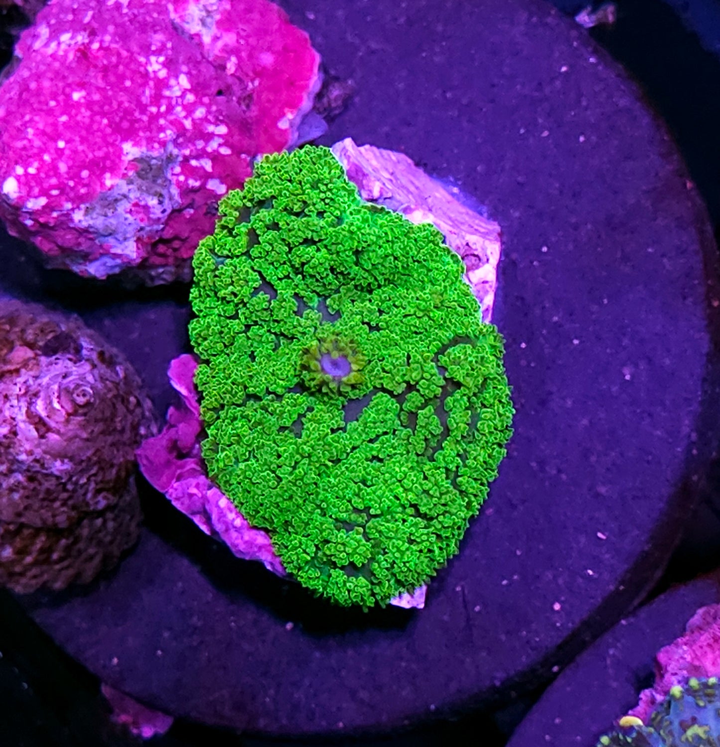 Kryptonite Gumdrop Mushroom