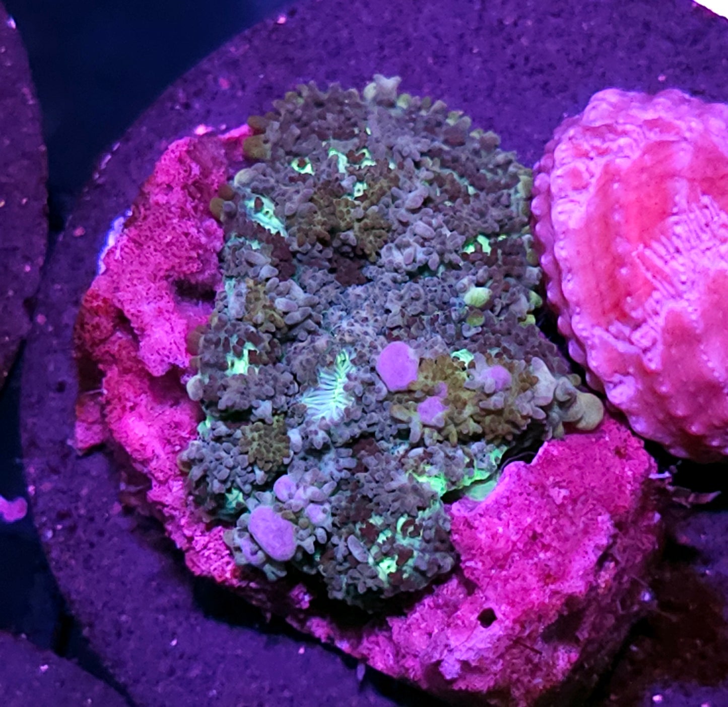 HF Blue Balls Bounce Mushroom