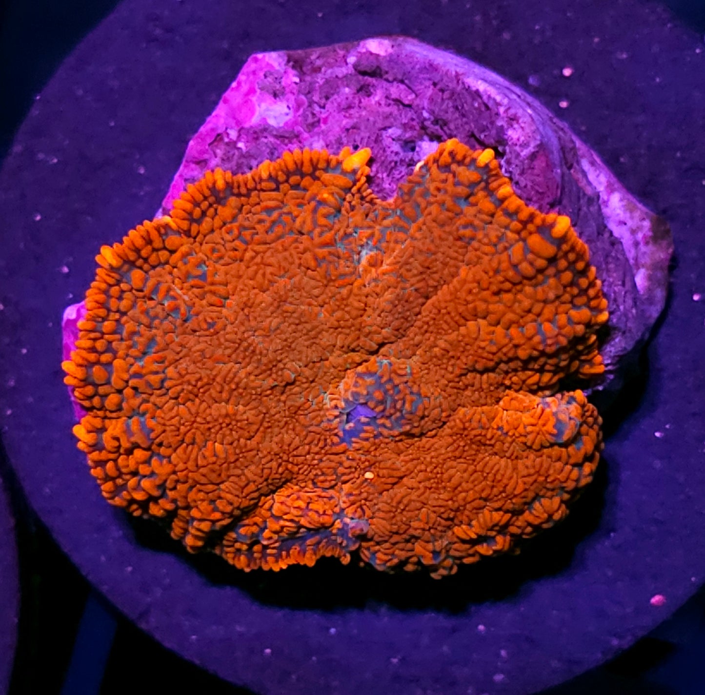 Orange Crush Mushroom