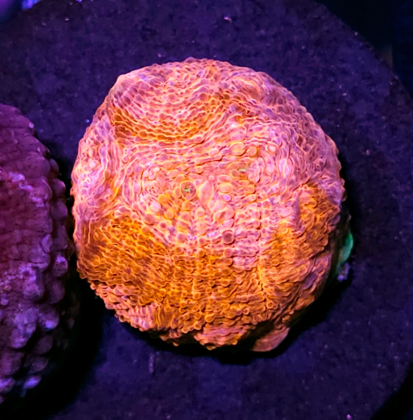 HF Hypershock Acan Echinata