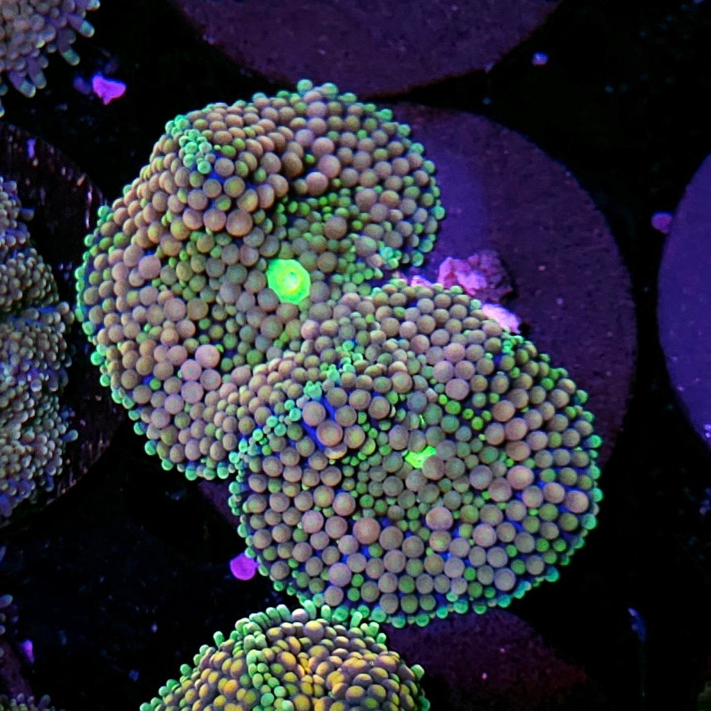 Guava Bomb Ricordea