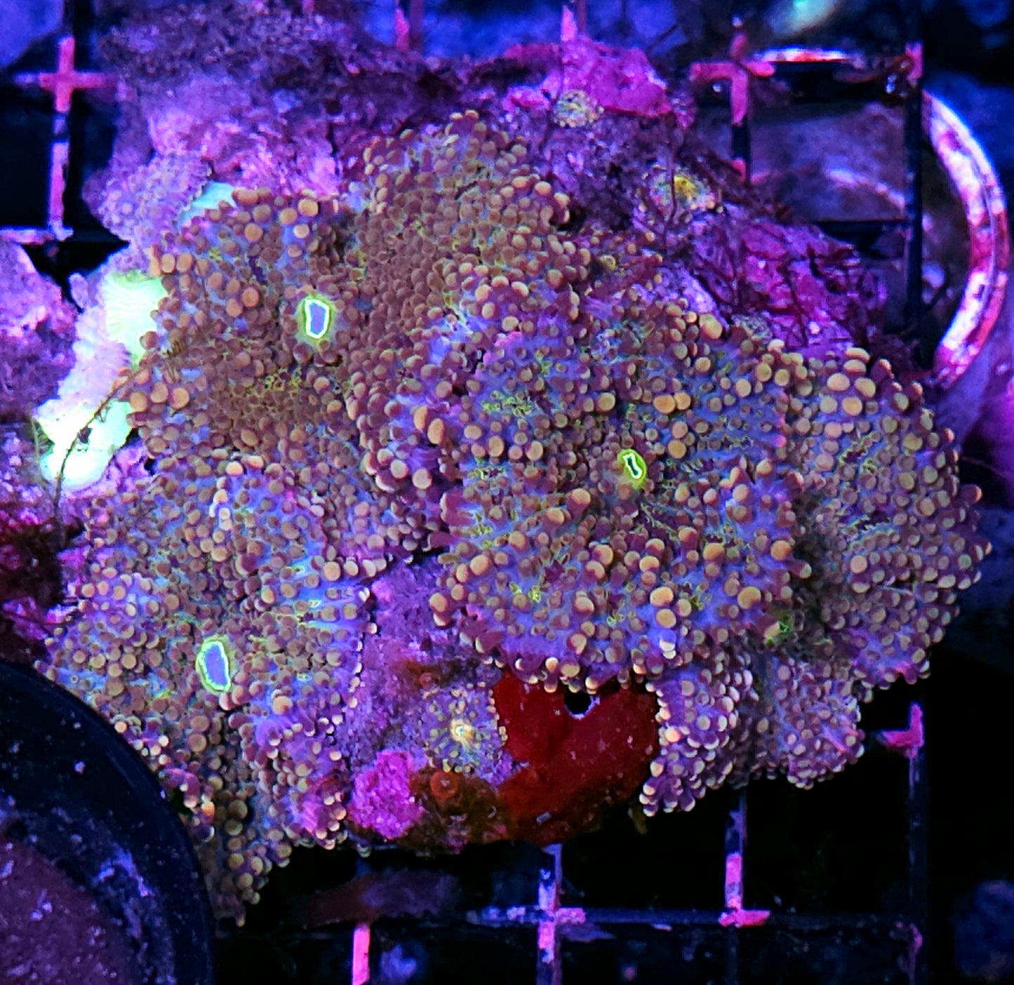 Candyland Bounce Yuma Colony