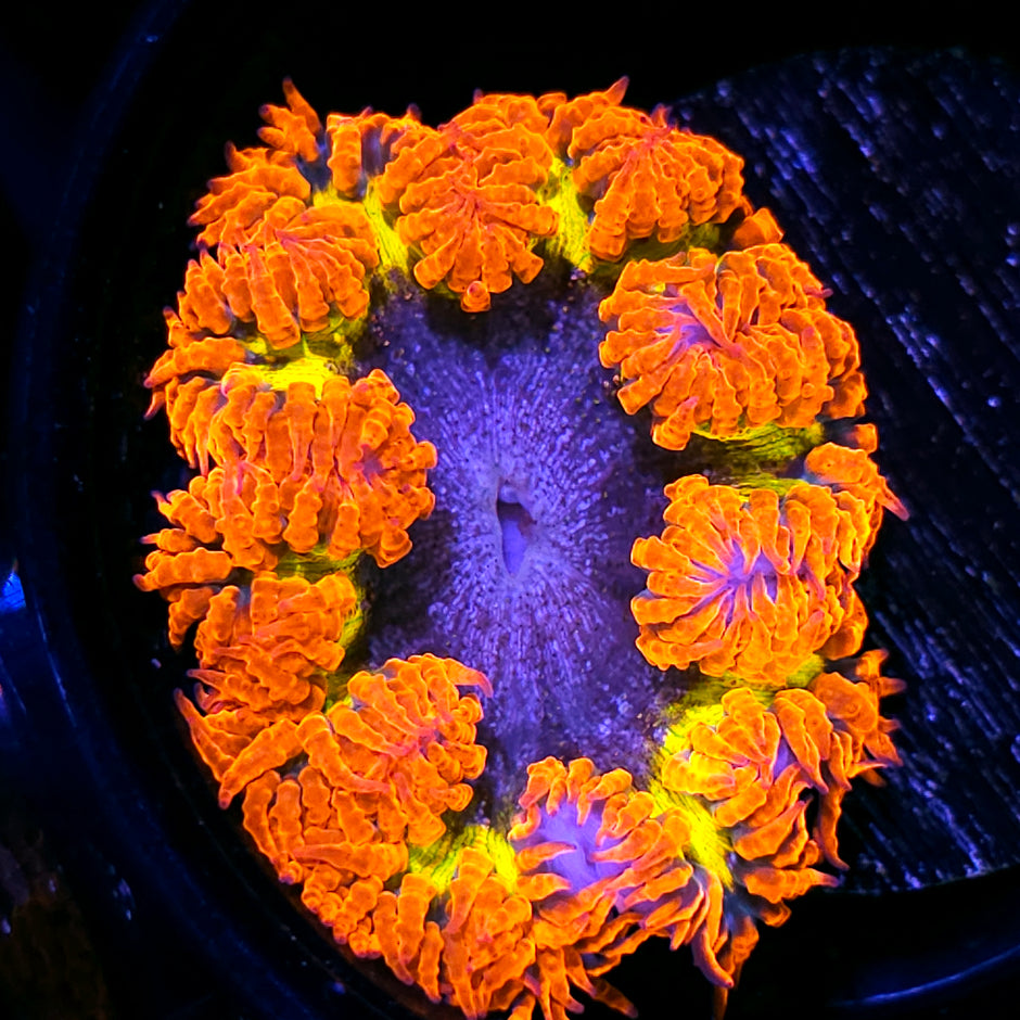 Sonic Boom Flower Anemone