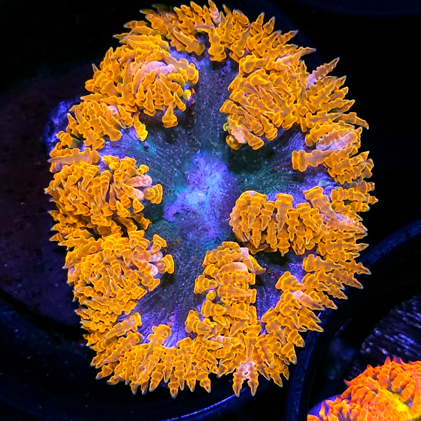 Sunset Flower Anemone