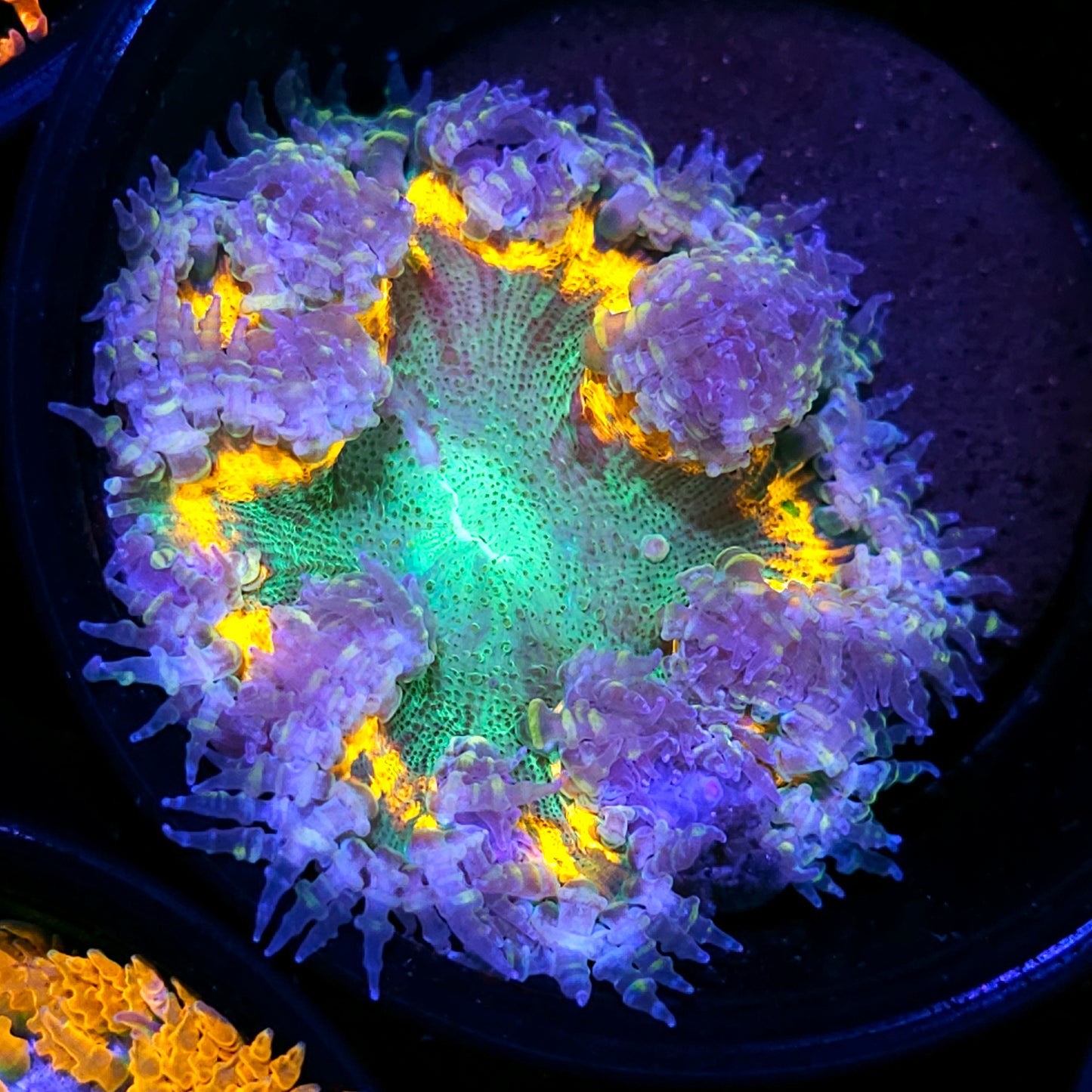 Paranoid Flower Anemone