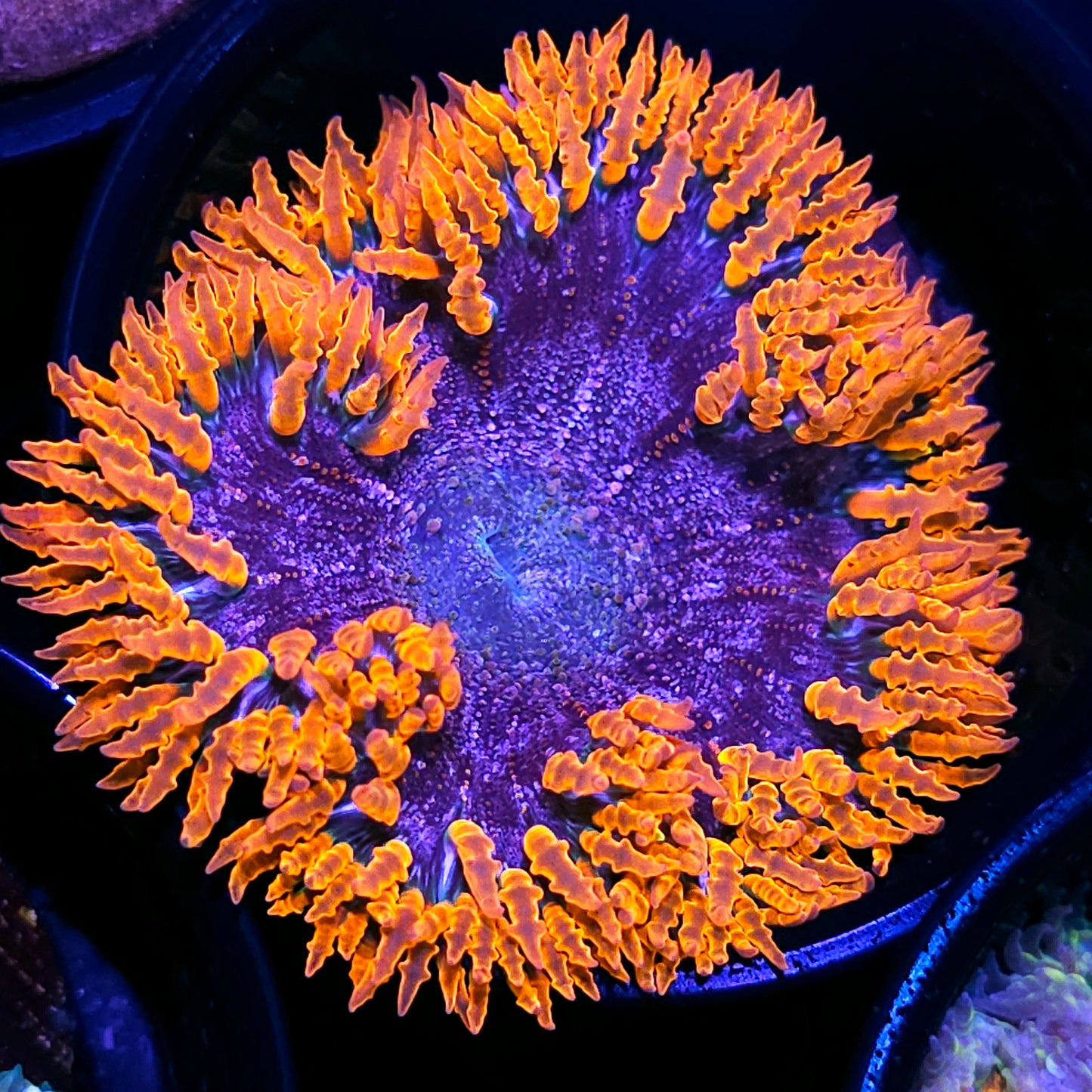 Firey Orbit Flower Anemone