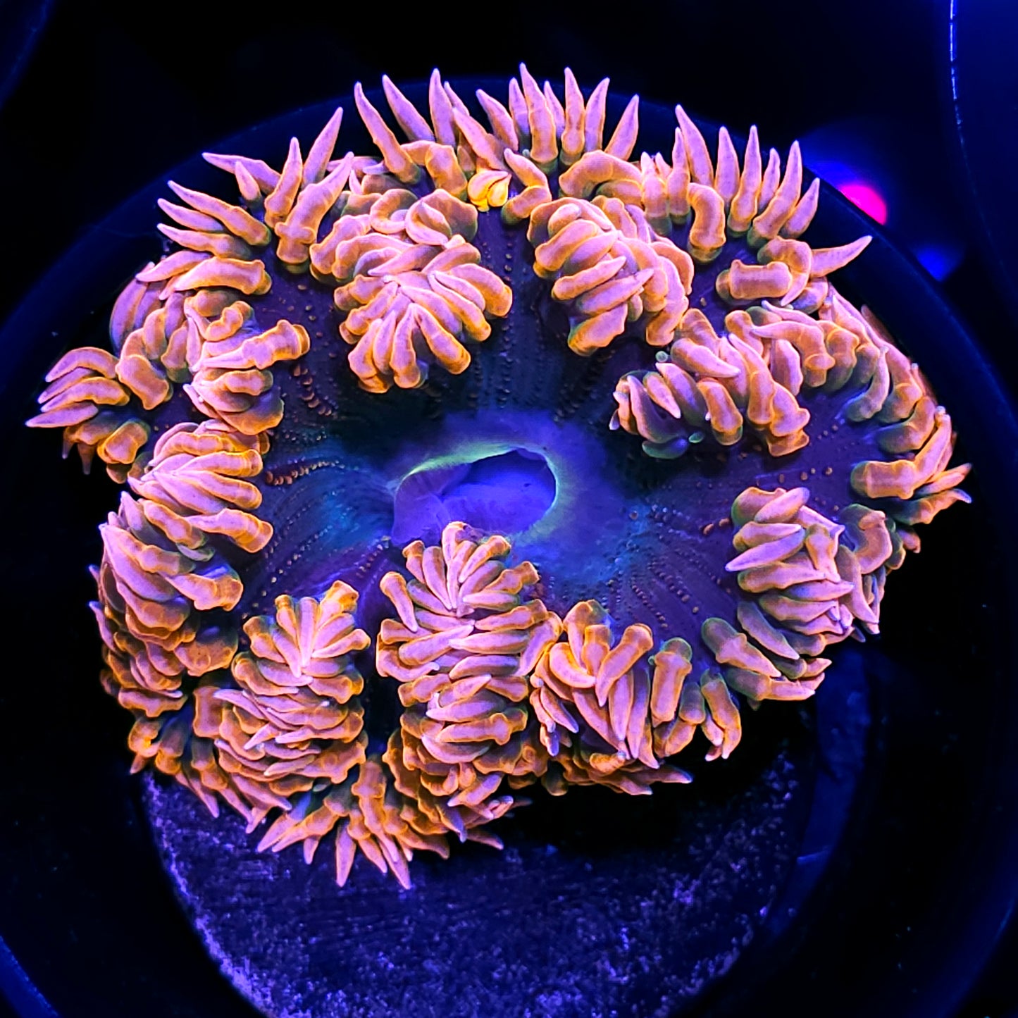 Mango Abyss Flower Anemone 🤯