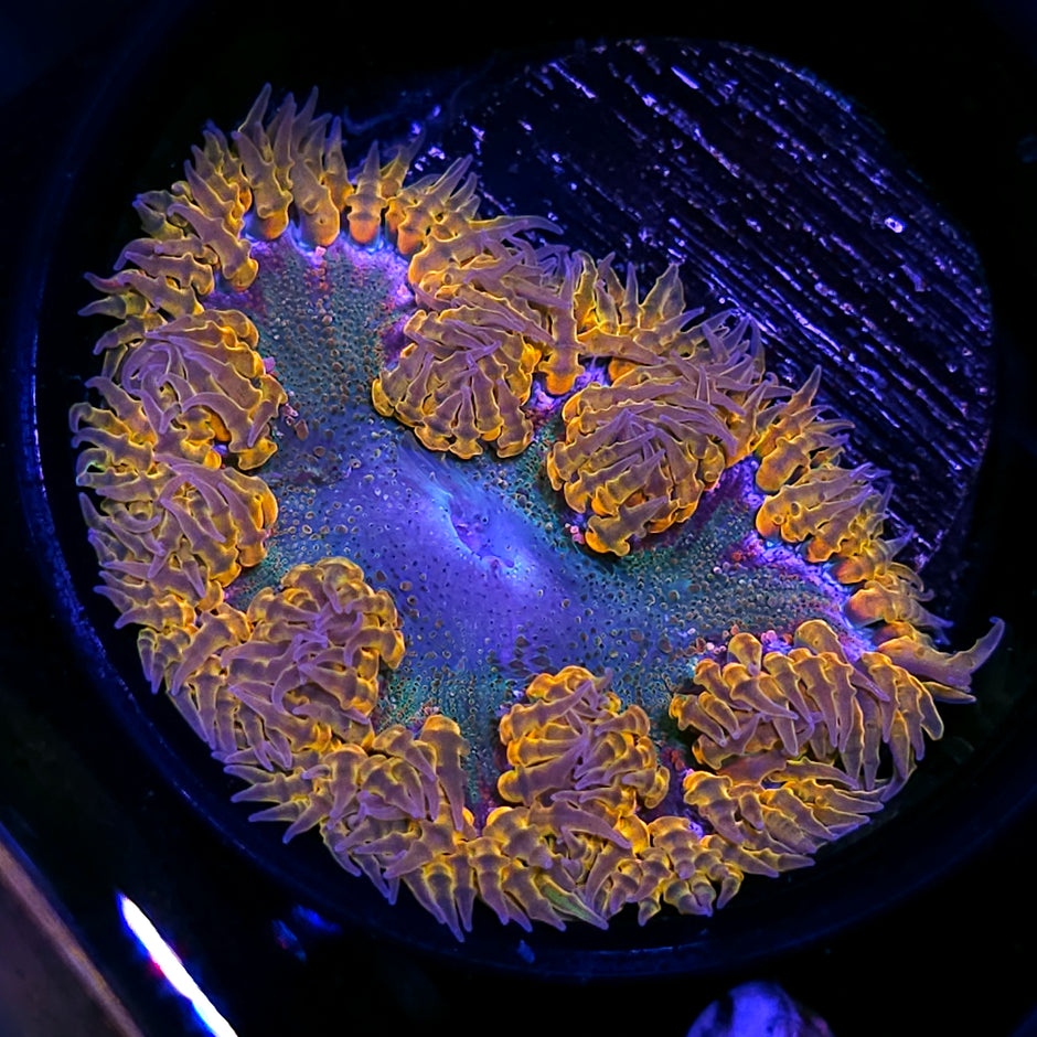 Sunset Flower Anemone