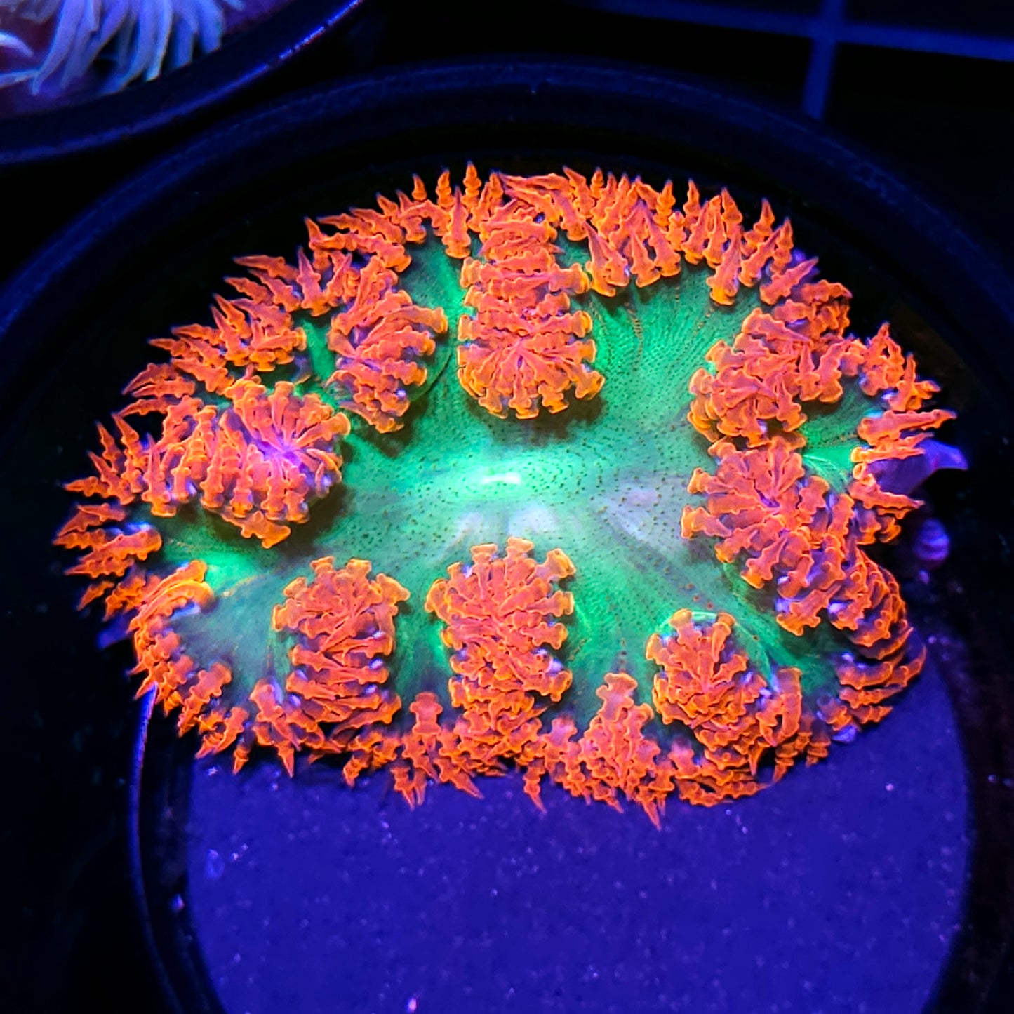 Gamma Rays Flower Anemone