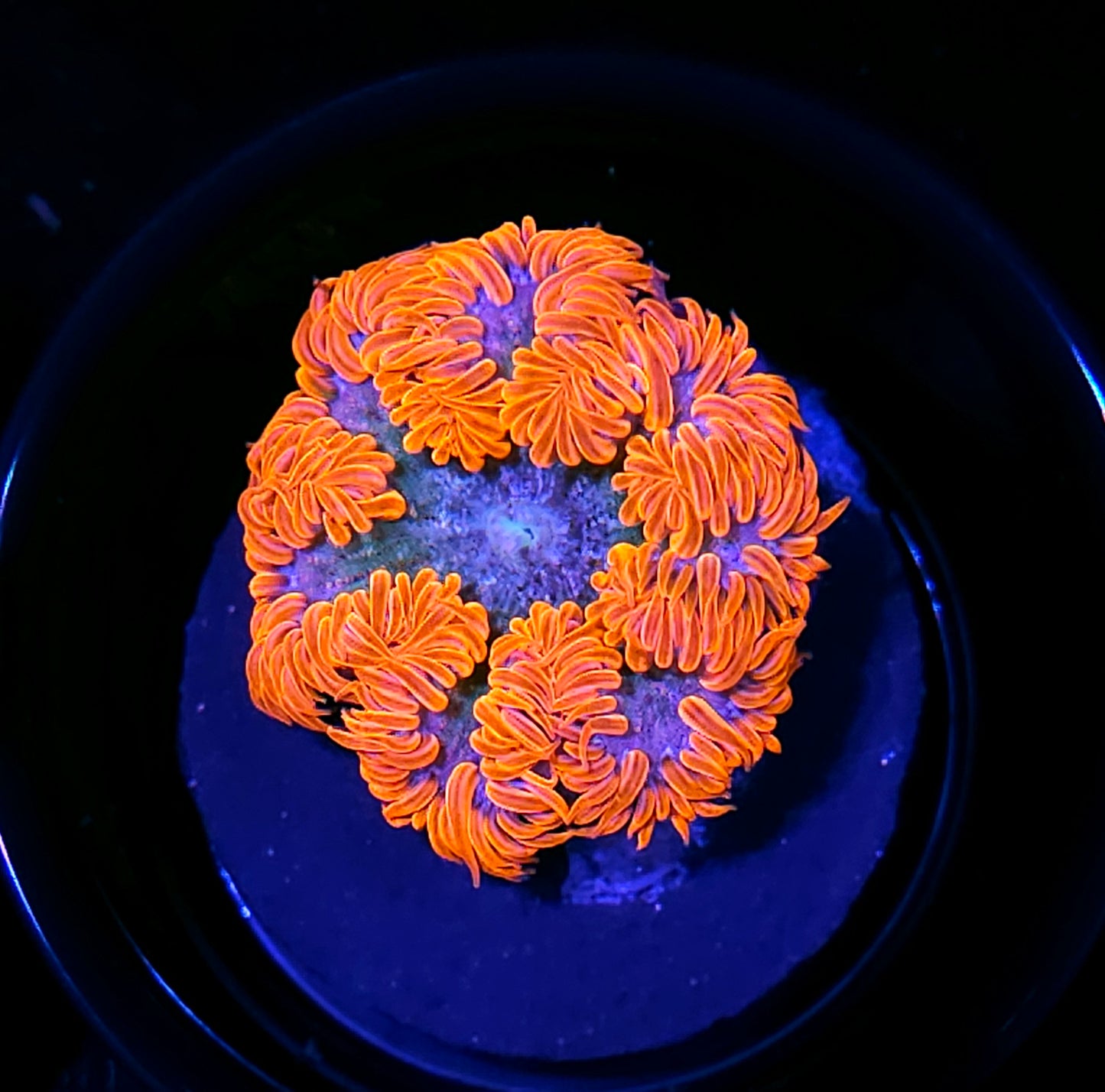 Fire Rim Flower Anemone