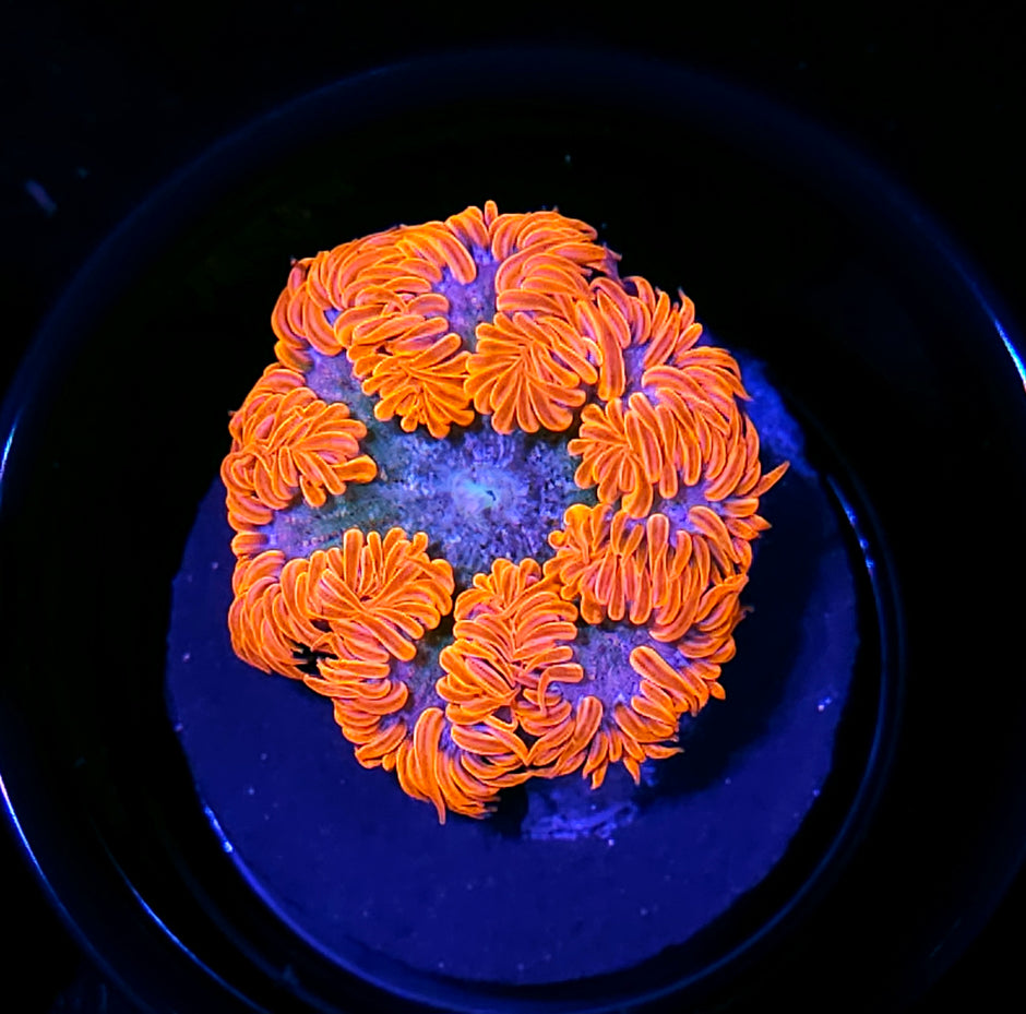 Fire Rim Flower Anemone