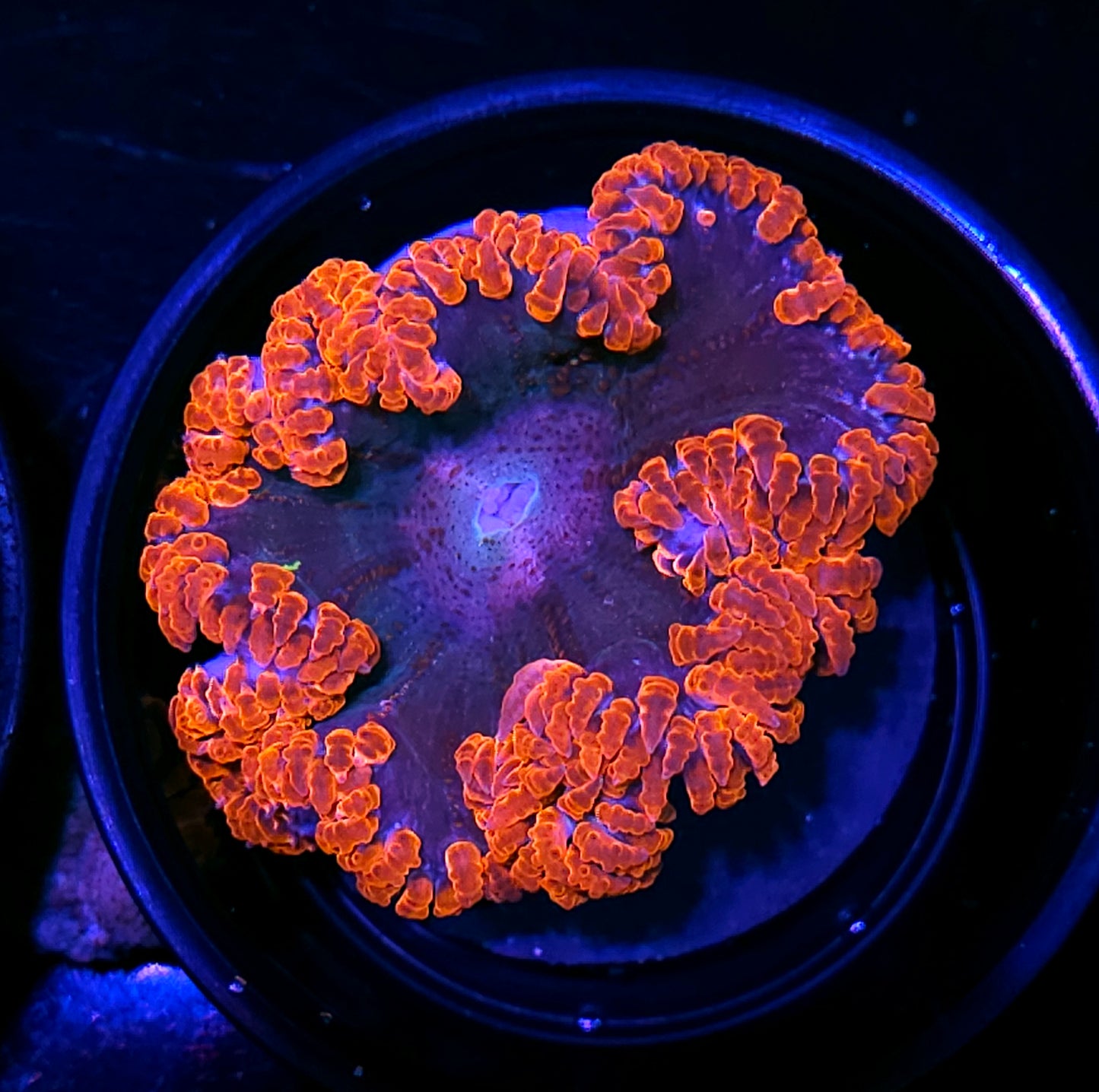 Fire Rim Flower Anemone