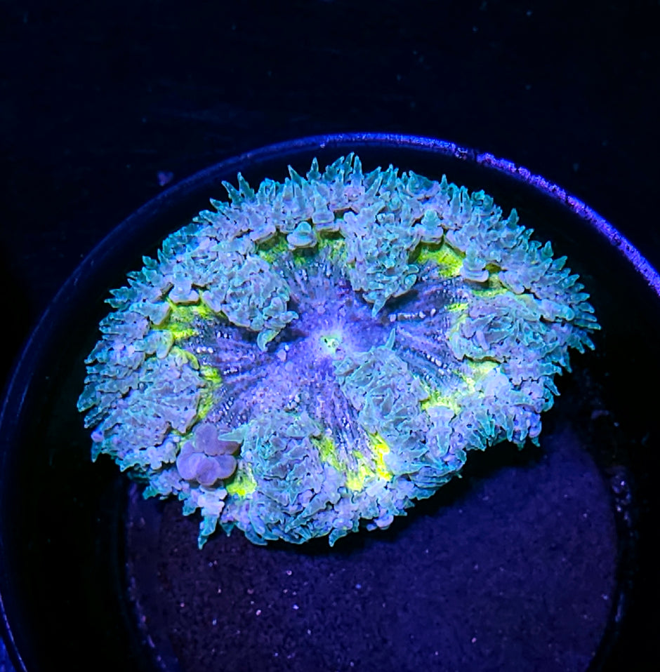 Frozen Lemonade Flower Anemone