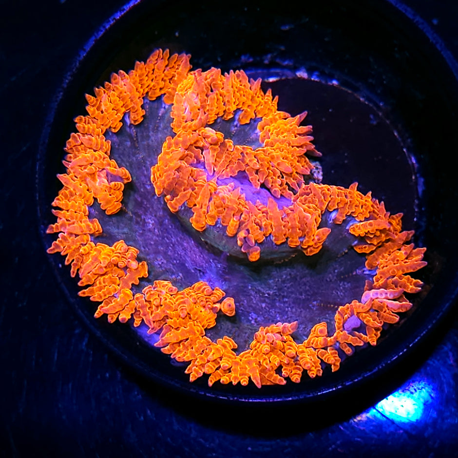 Fire Rim Flower Anemone