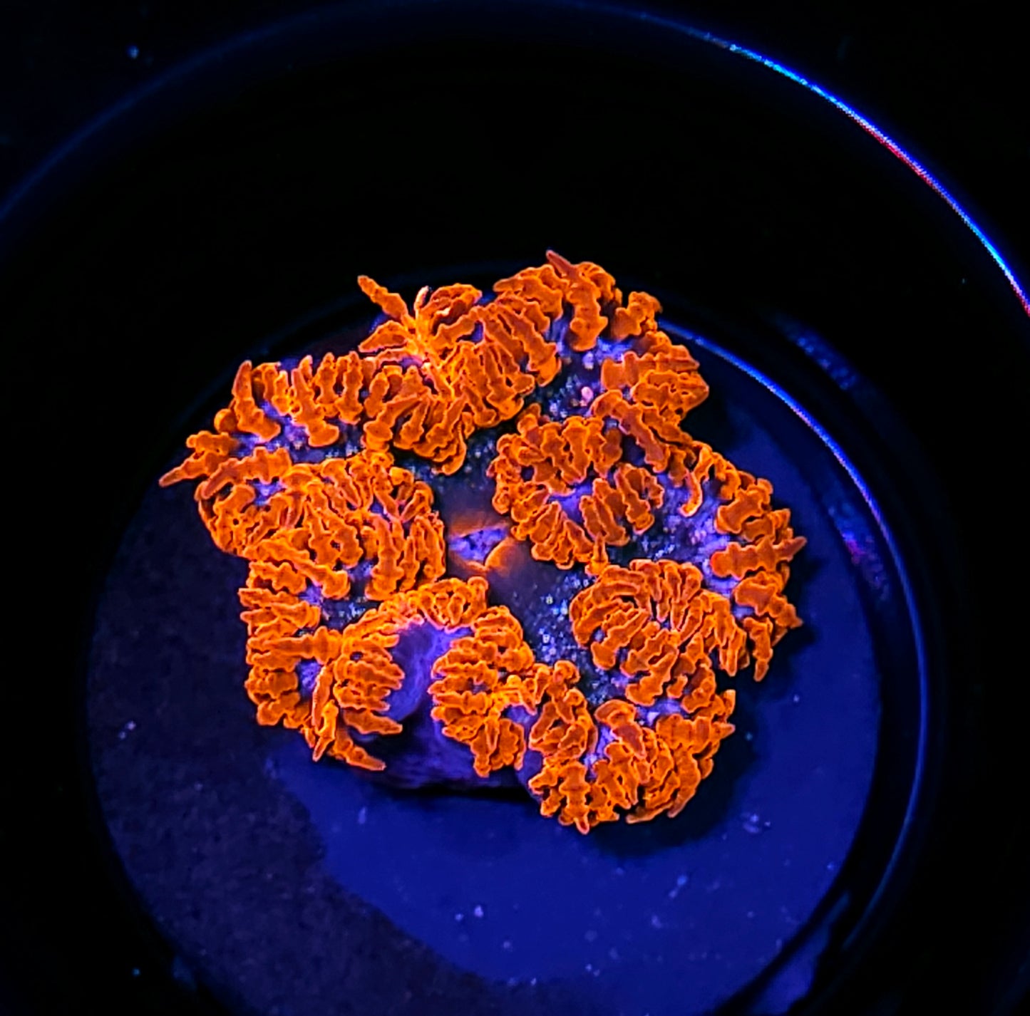 Fire Rim Flower Anemone