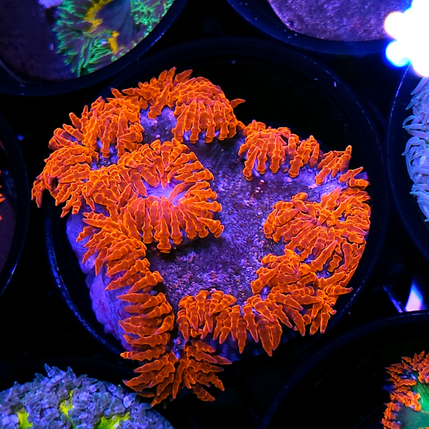 Fire Rim Flower Anemone