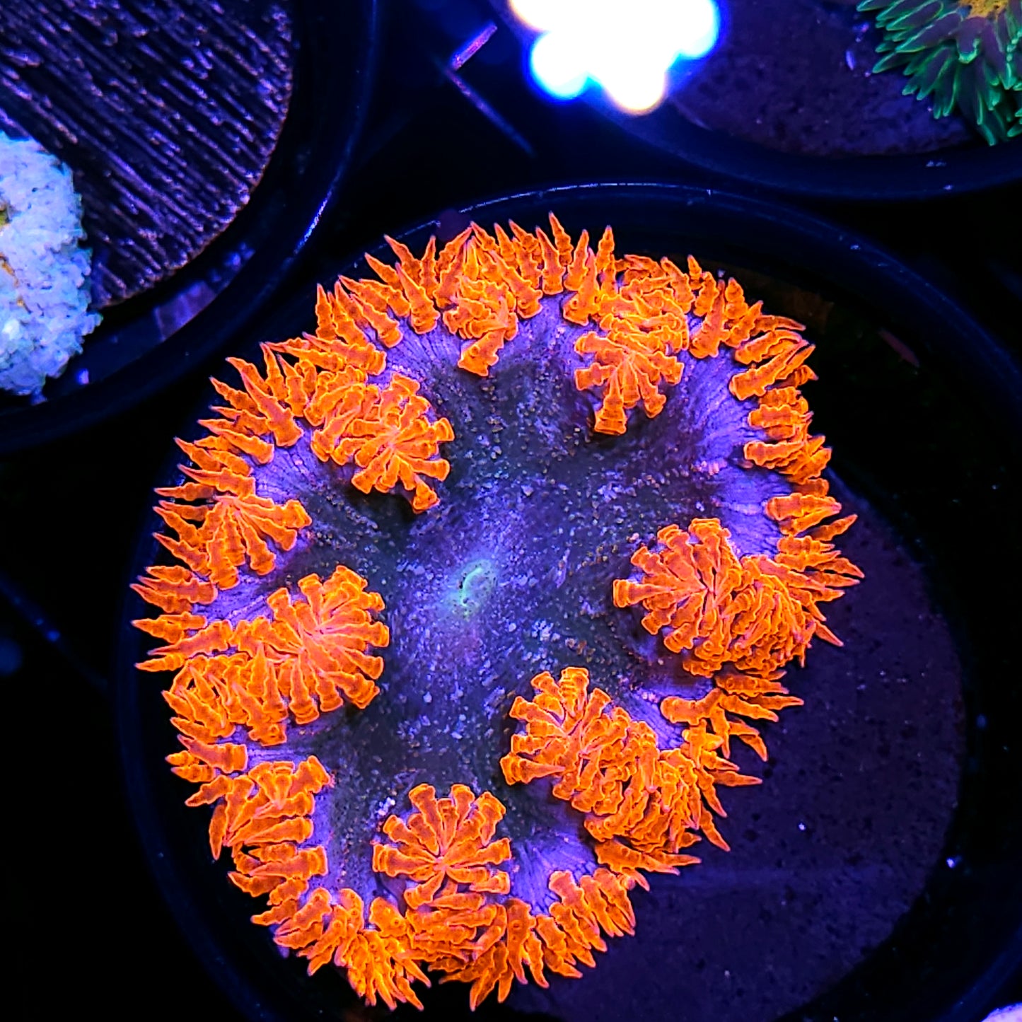 Fire Rim Flower Anemone