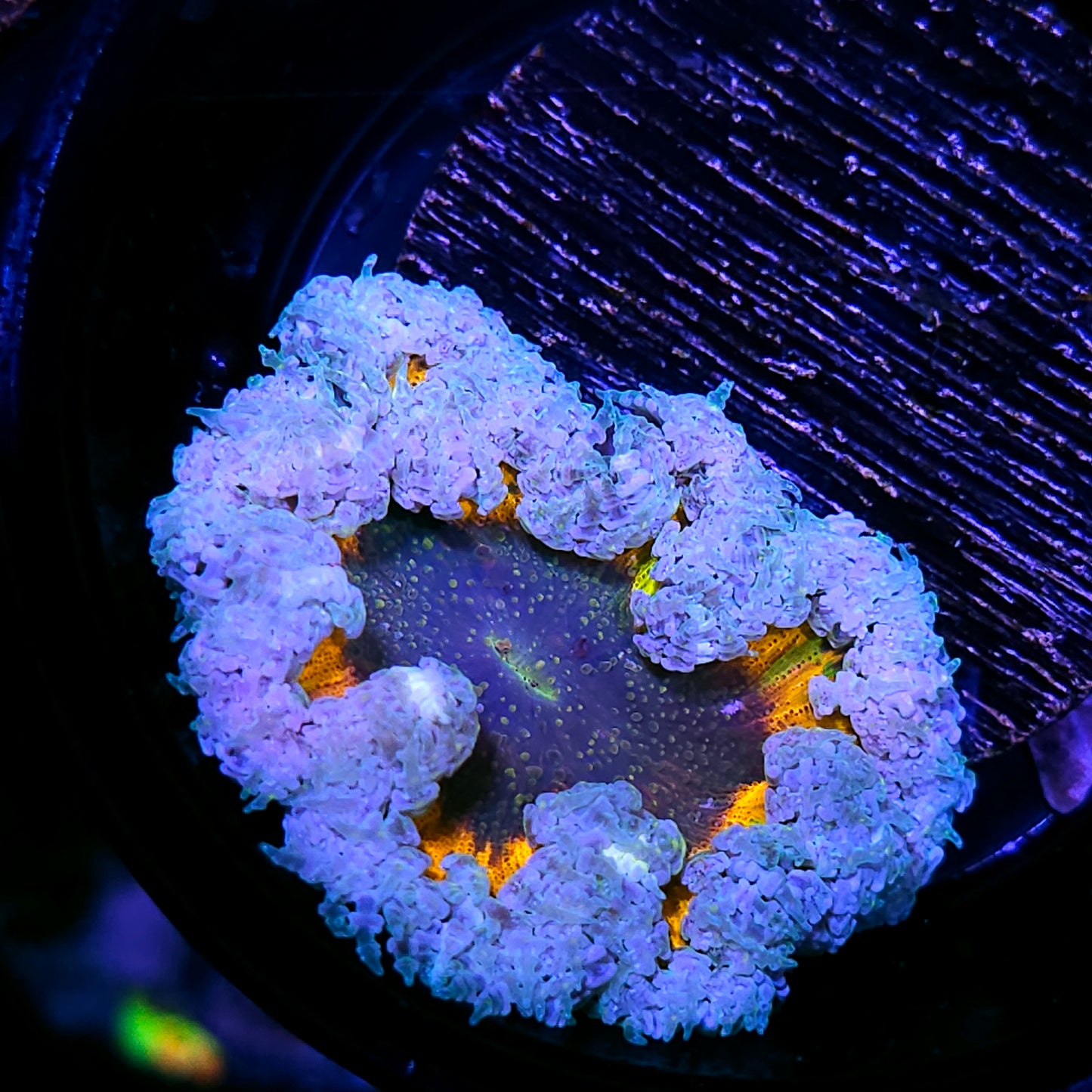 Rainbow Abyss Flower Anemone