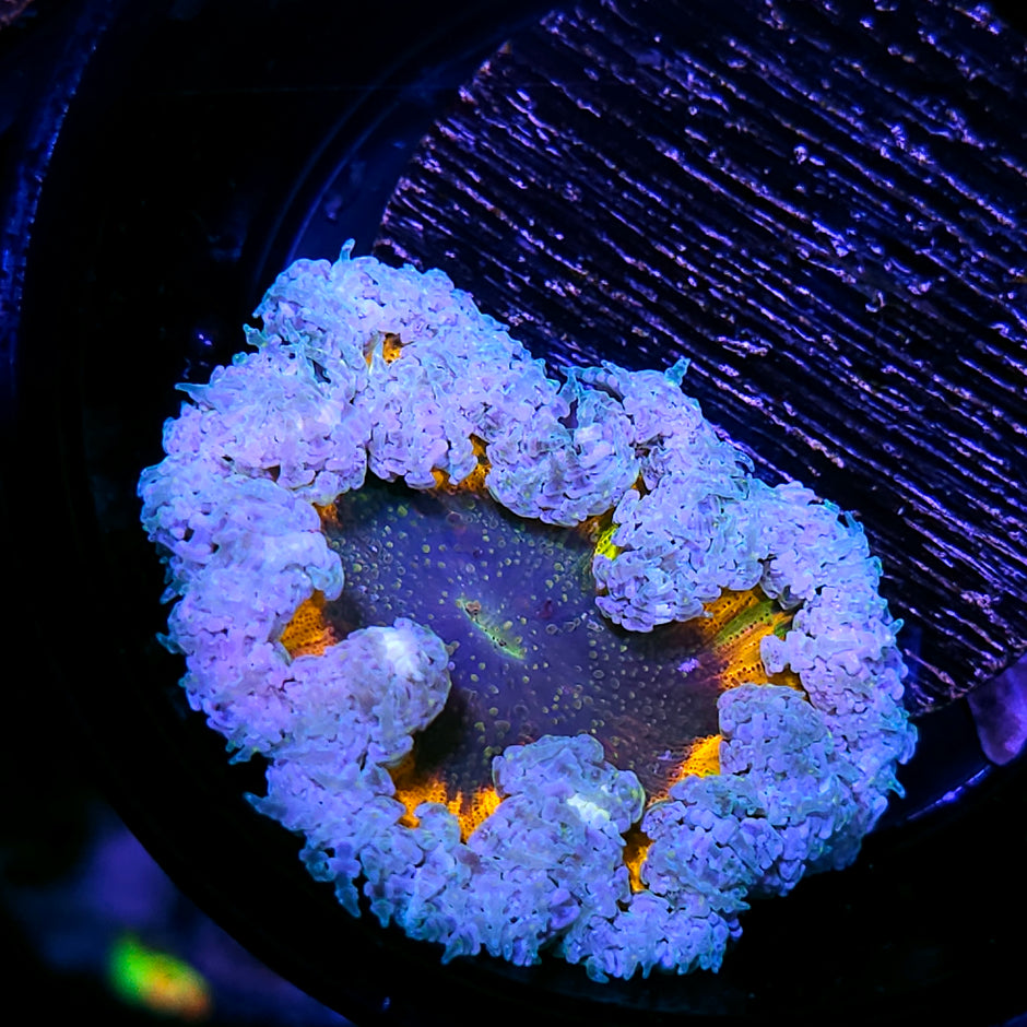 Rainbow Abyss Flower Anemone