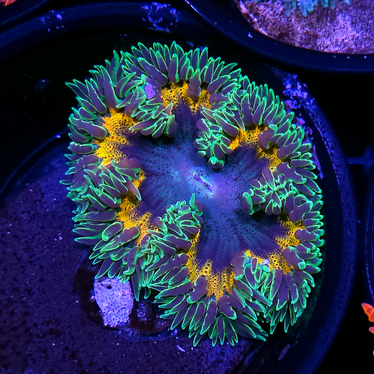 Abstract Void Flower Anemone