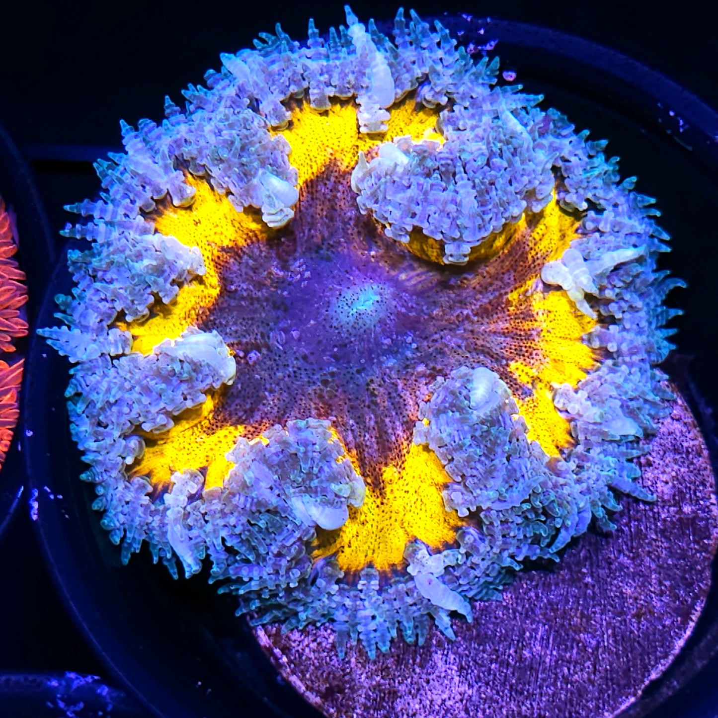 Sabertooth Flower Anemone