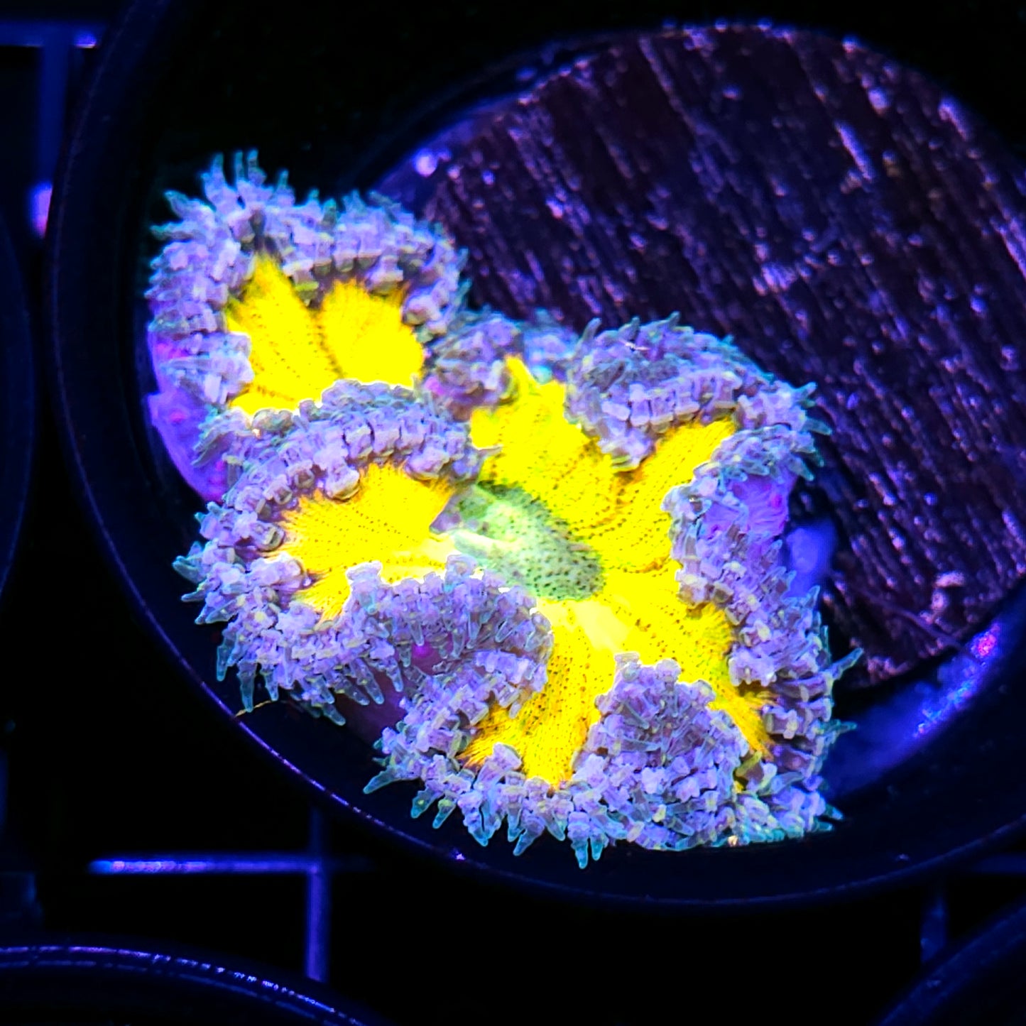 Lemon Lazer 🍋 Flower Anemone
