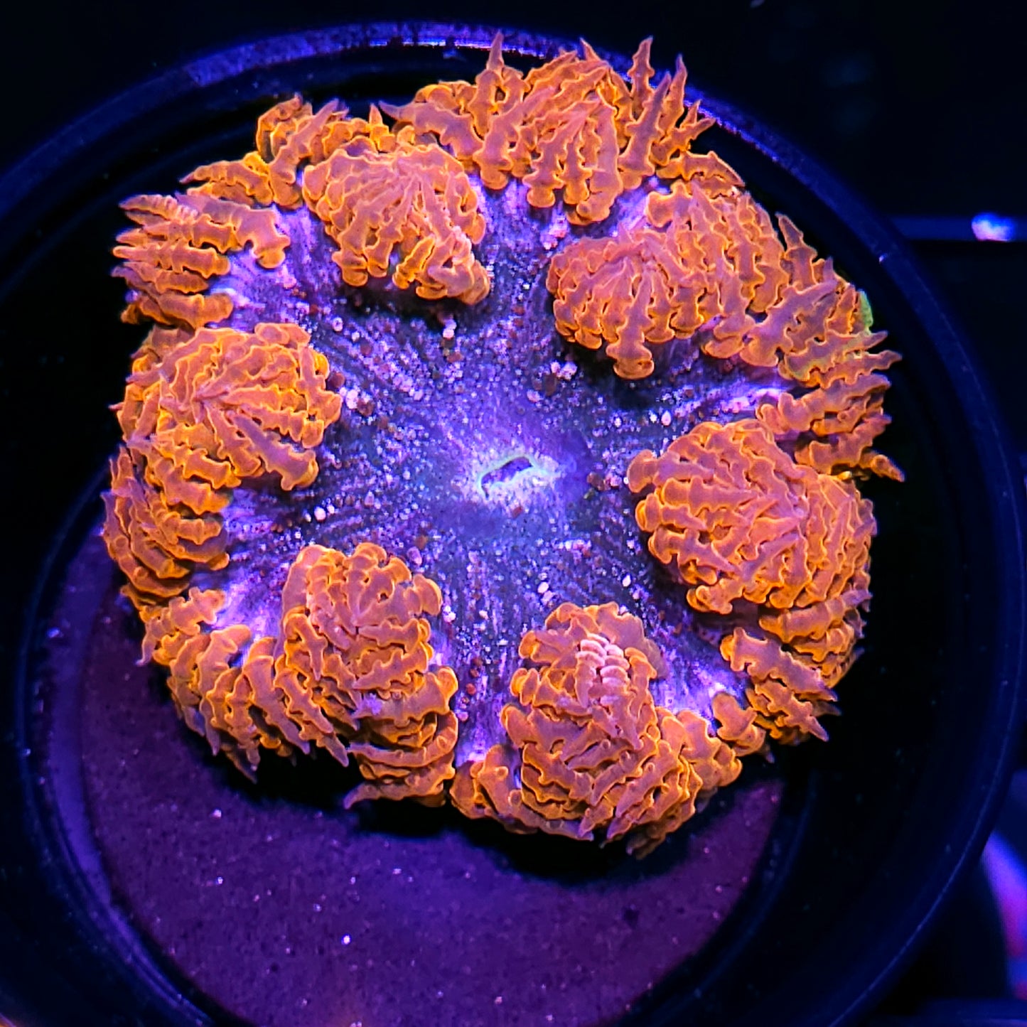 Fire Rim Flower Anemone