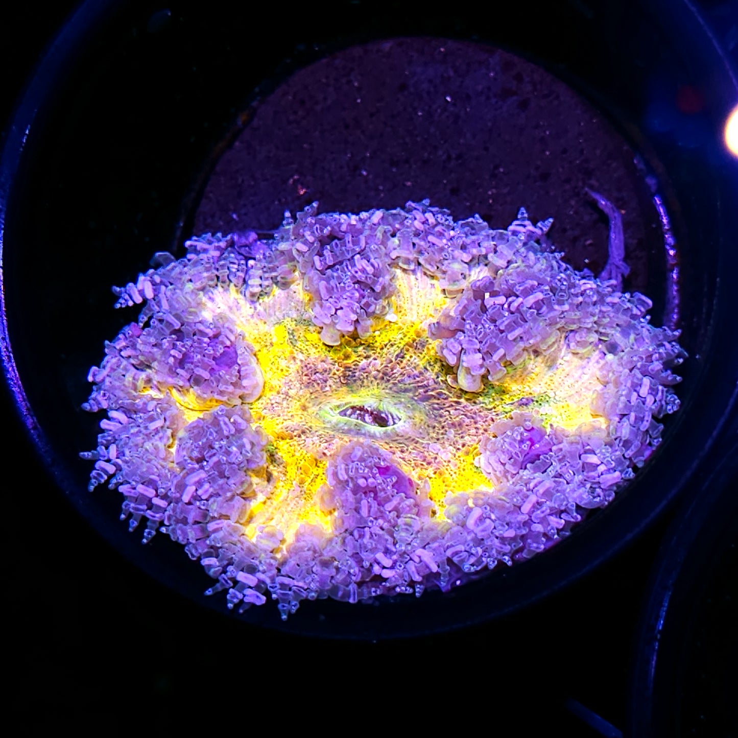 Rainbow Radiance Flower Anemone